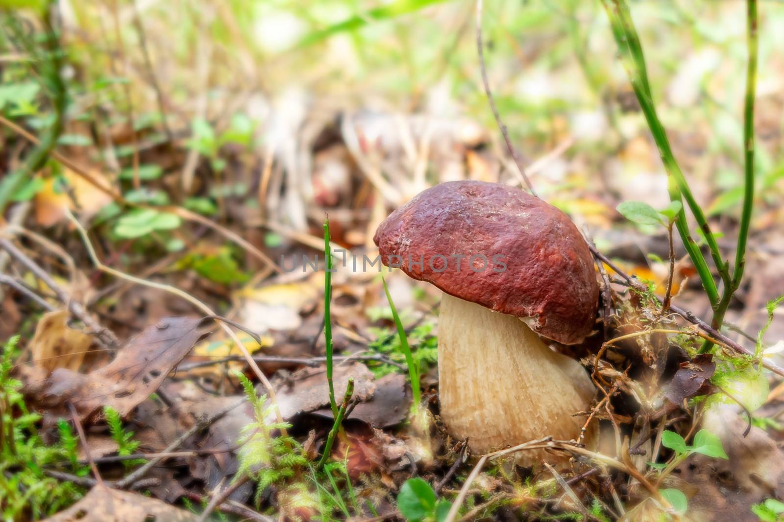 Beautiful small boletus pinophilus known as penny bun in a pine forest by galsand