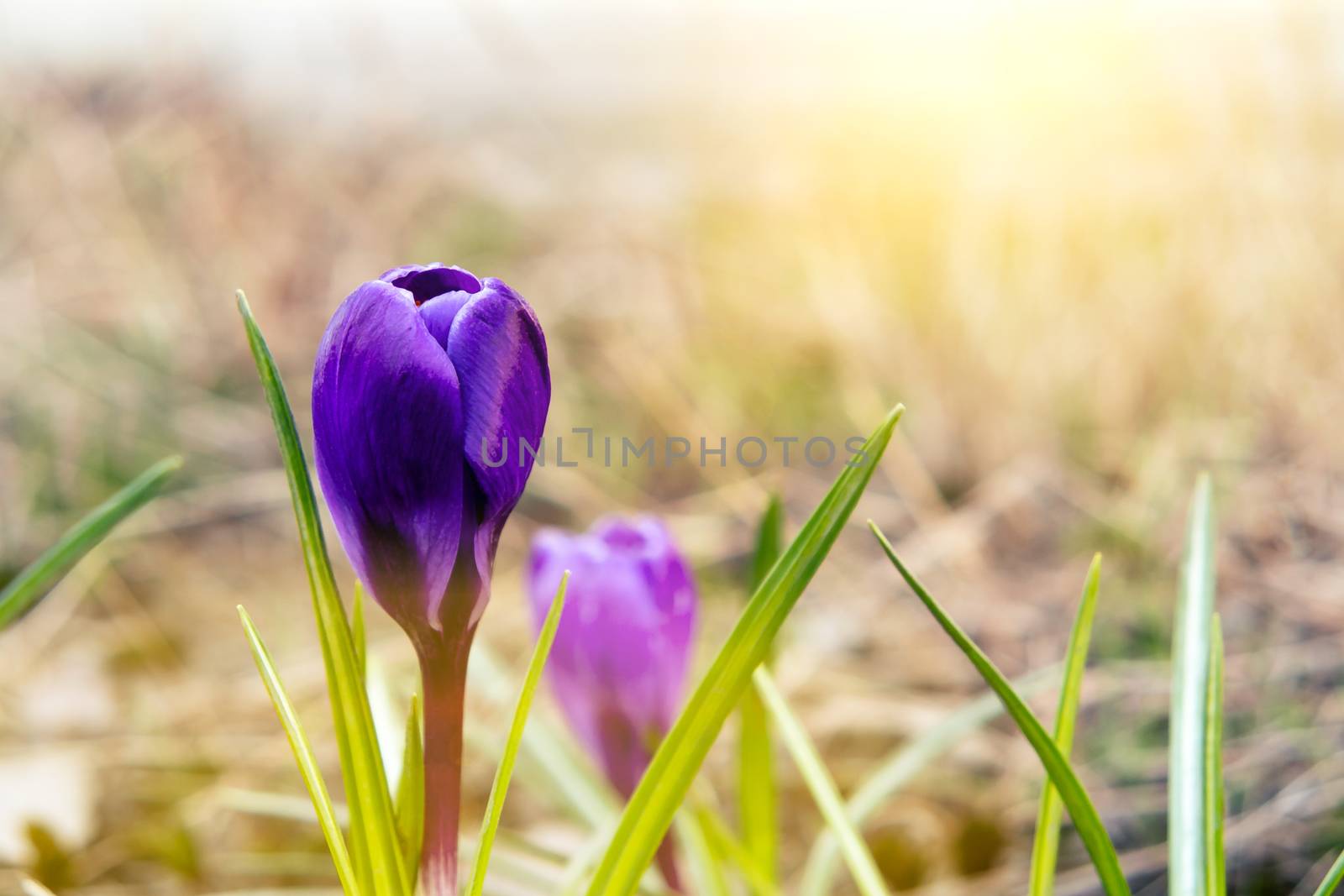 Blooming spring flowers of purple crocuses on a lawn on a sunny spring day by galsand