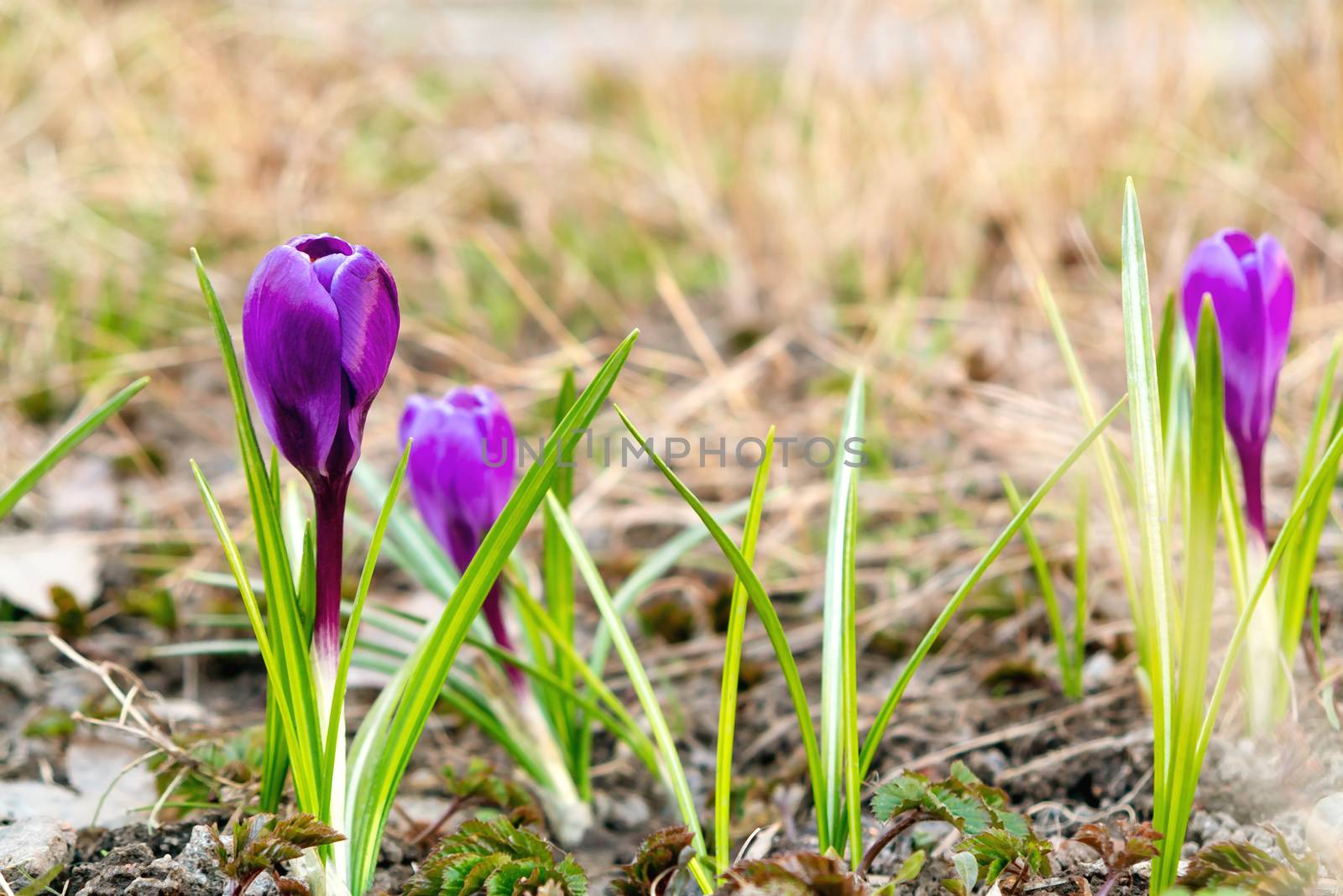 Blooming spring flowers of purple crocuses on a lawn on a sunny spring day.