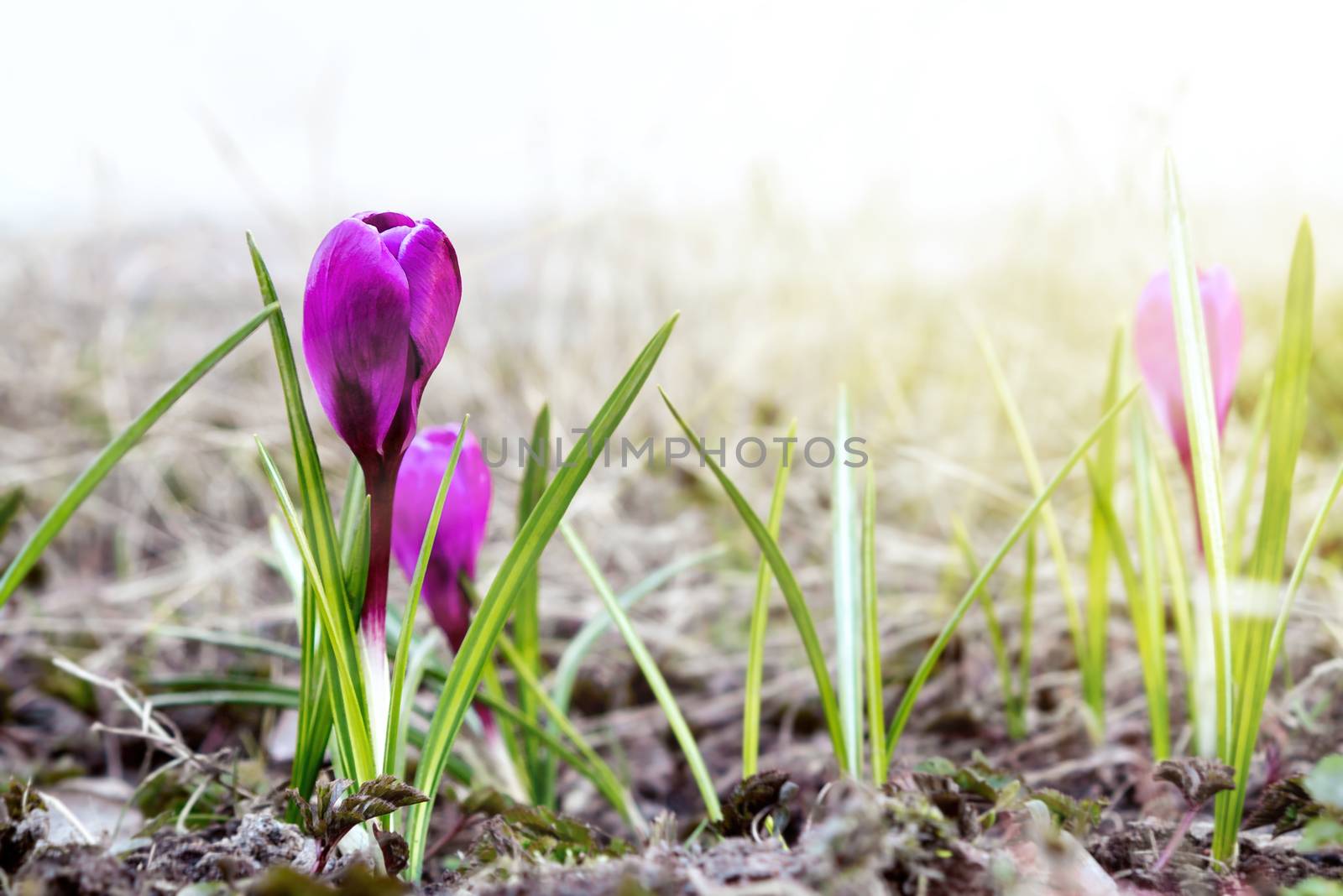 Blooming spring flowers of purple crocuses on a lawn on a spring day by galsand