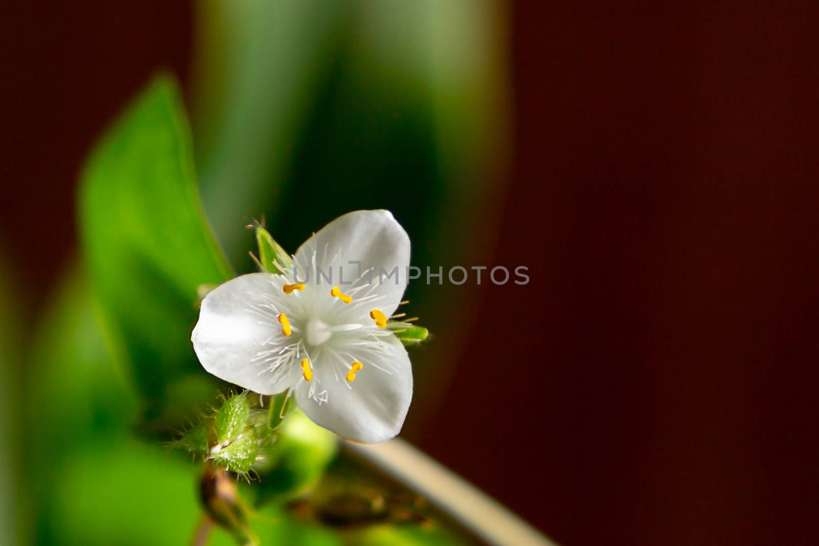 Single white flower of house plant tradescantia albiflora on a dark brown background, place for text, copy space.