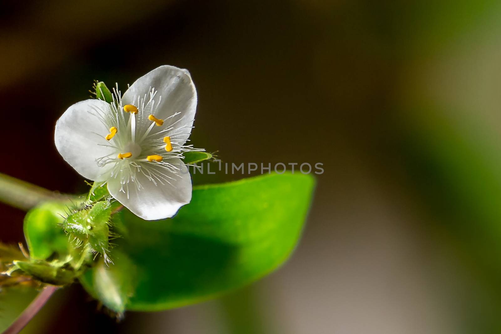 Single white flower of house plant tradescantia albiflora on a dark background, place for text, copy space. by galsand