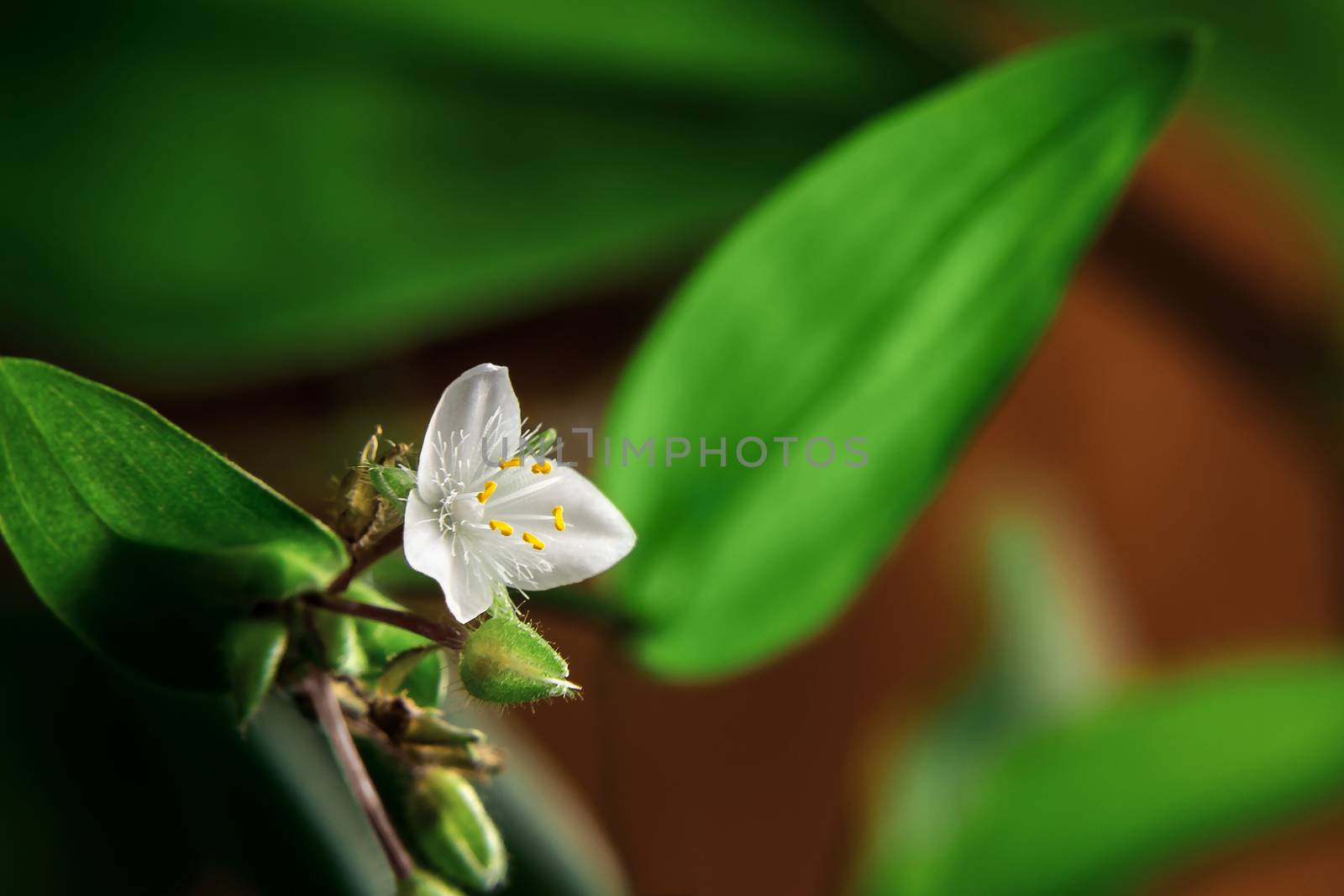 Single white flower of house plant tradescantia albiflora on a brown background, place for text, copy space by galsand