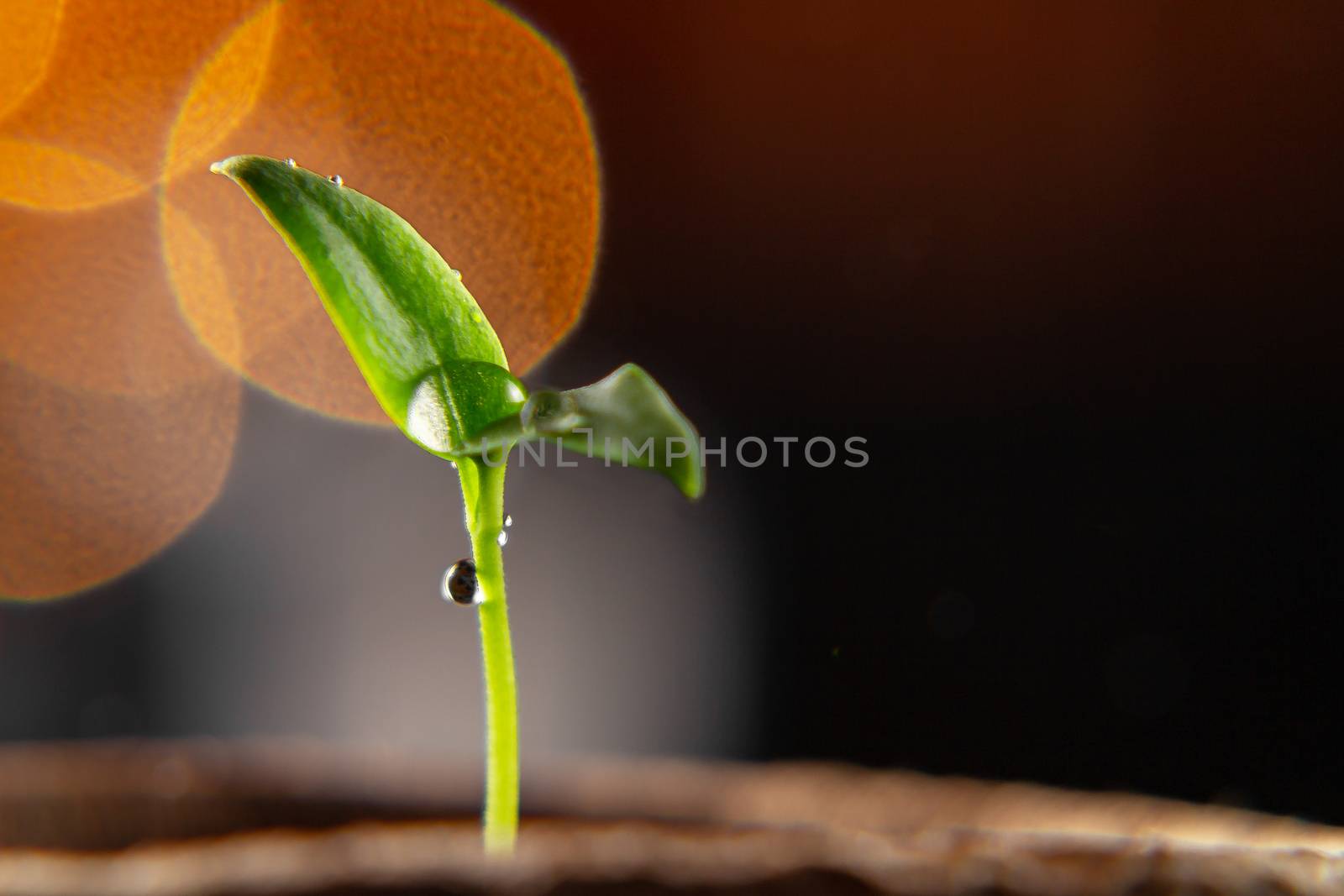 Small sprout of pepper plant in a paper pot by galsand