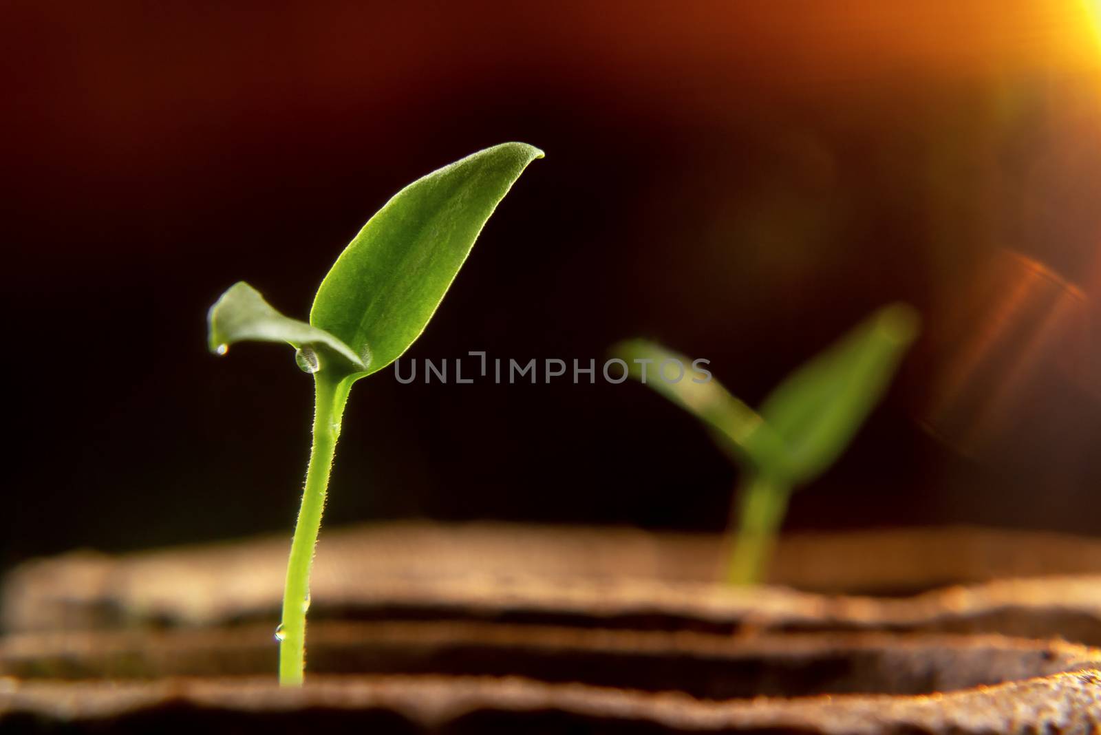 Small sprouts of pepper plant reaching out to the light.