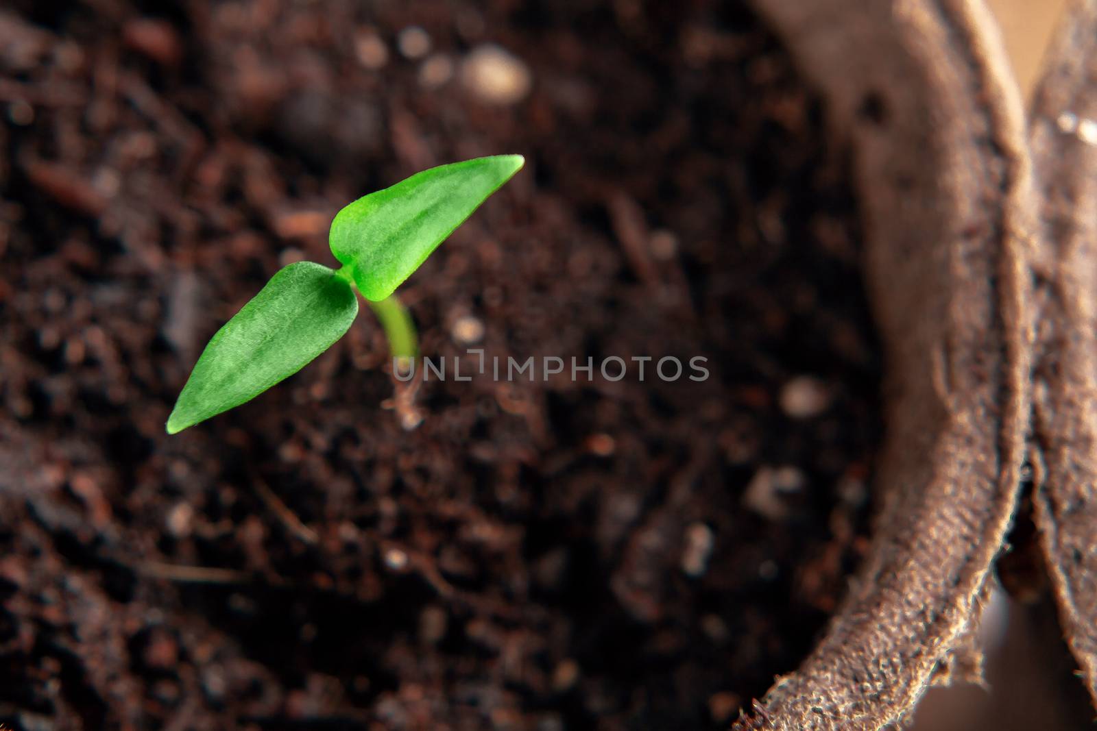 Small sprout of pepper plant in a paper pot, top view.