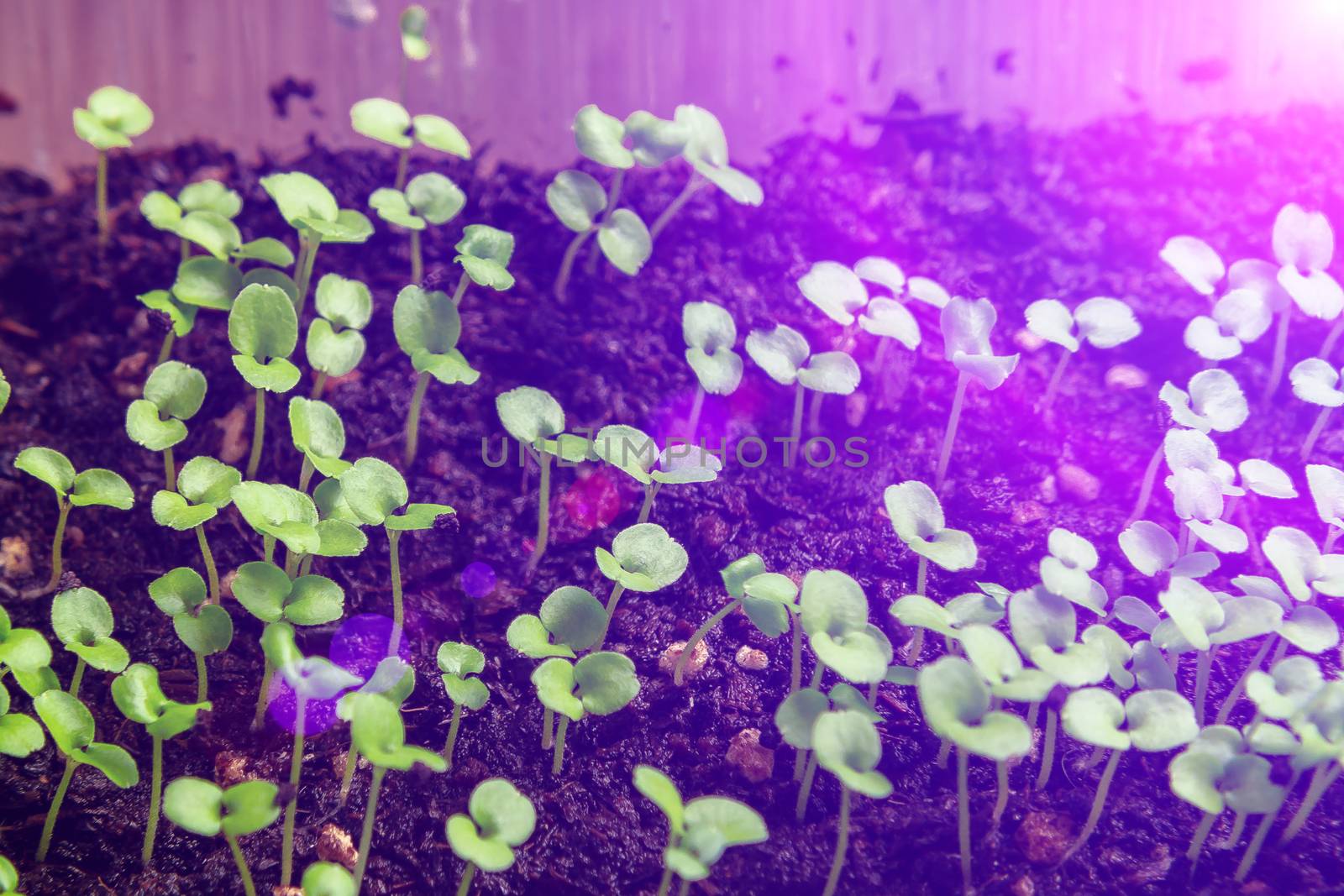 Growing seedlings under special artificial LED lamps with a spectrum favorable for plants without sunlight by galsand