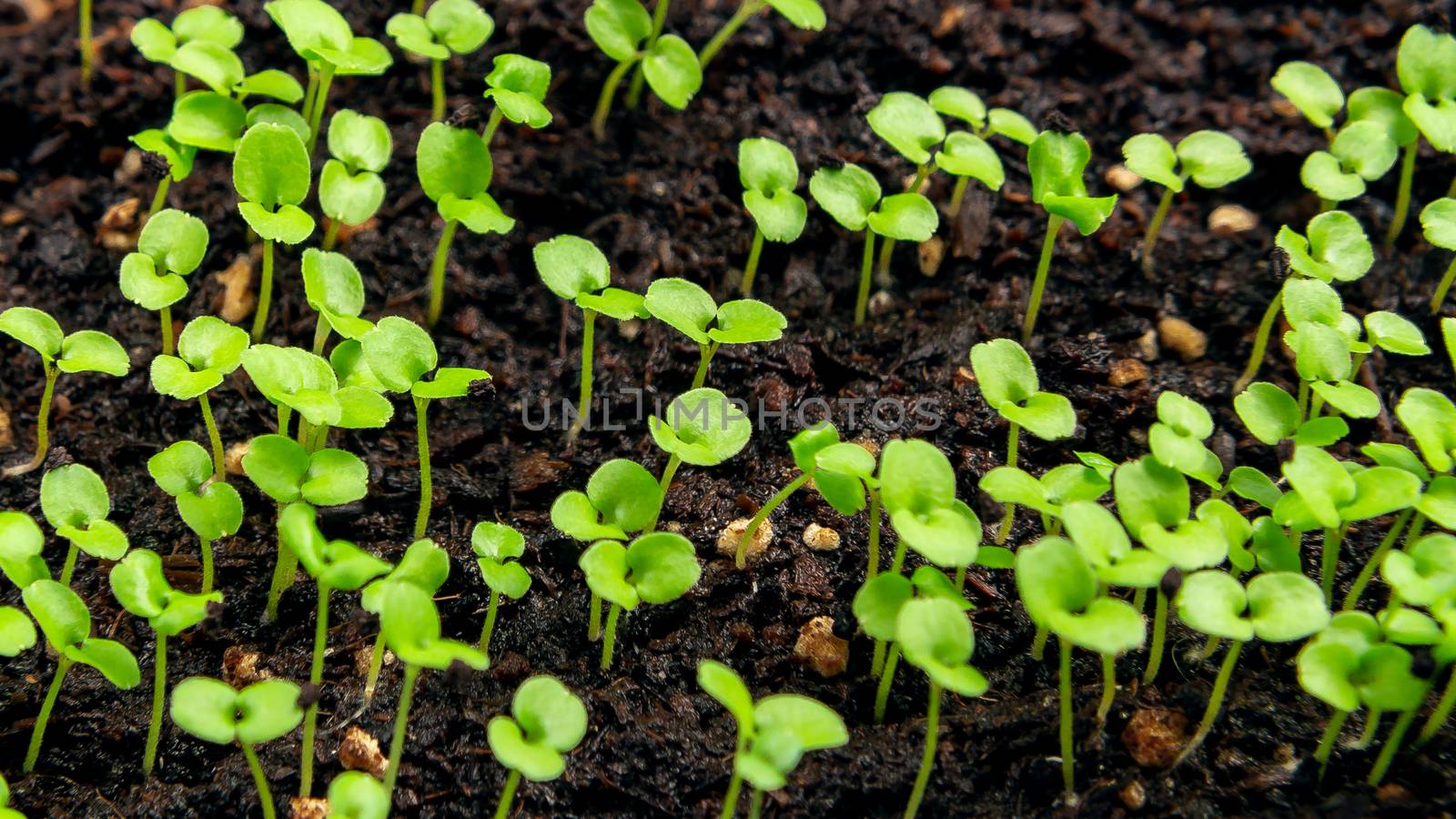 Small sprouts in the soil in a container closeup. Little seedlings plant by galsand