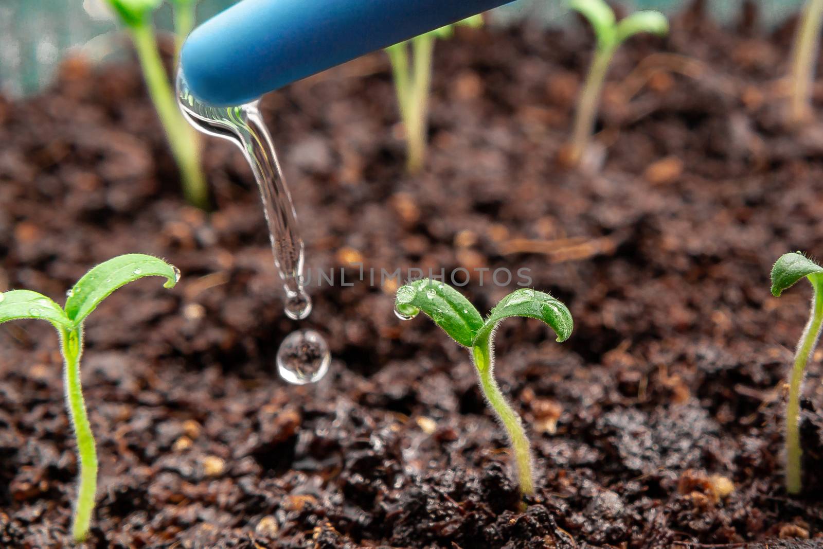 Watering young seedlings of tomatoes in in container. Plant care concept.