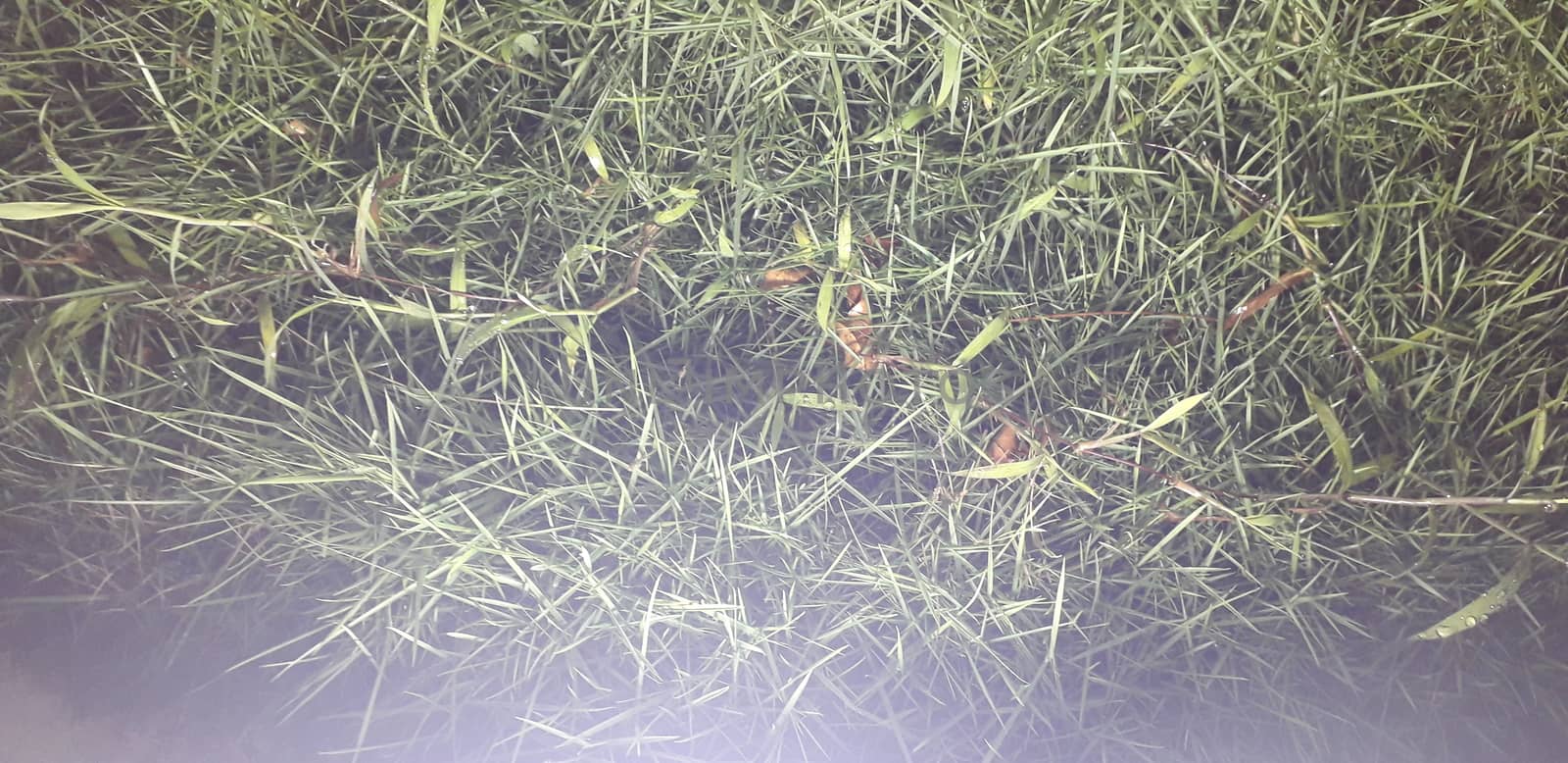 Grass with white light effect