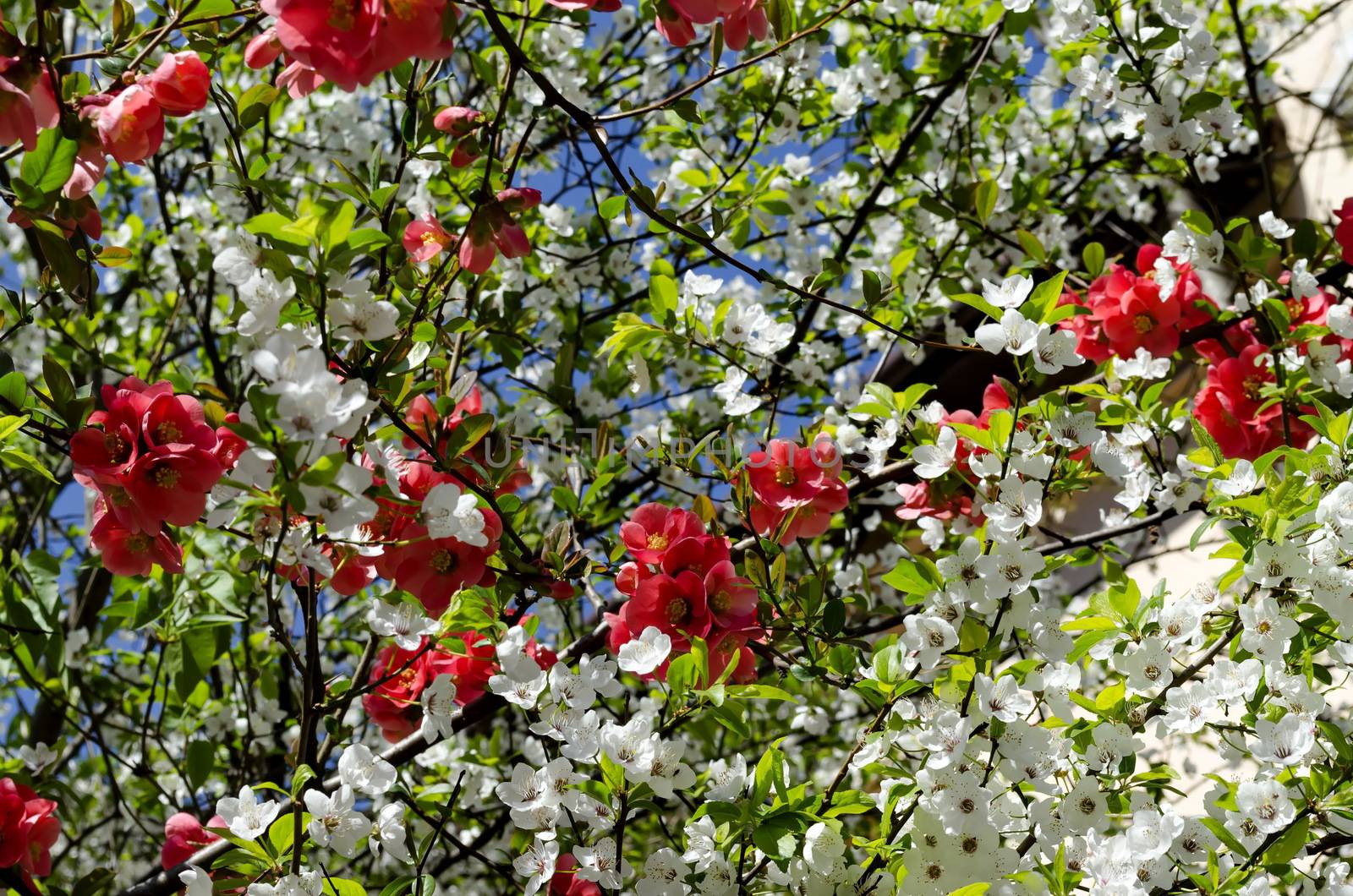 Branches with fresh bloom  of plum-tree  or Prunus domestica and Japanese quince or Chaenomeles speciosa flower in garden, Sofia, Bulgaria