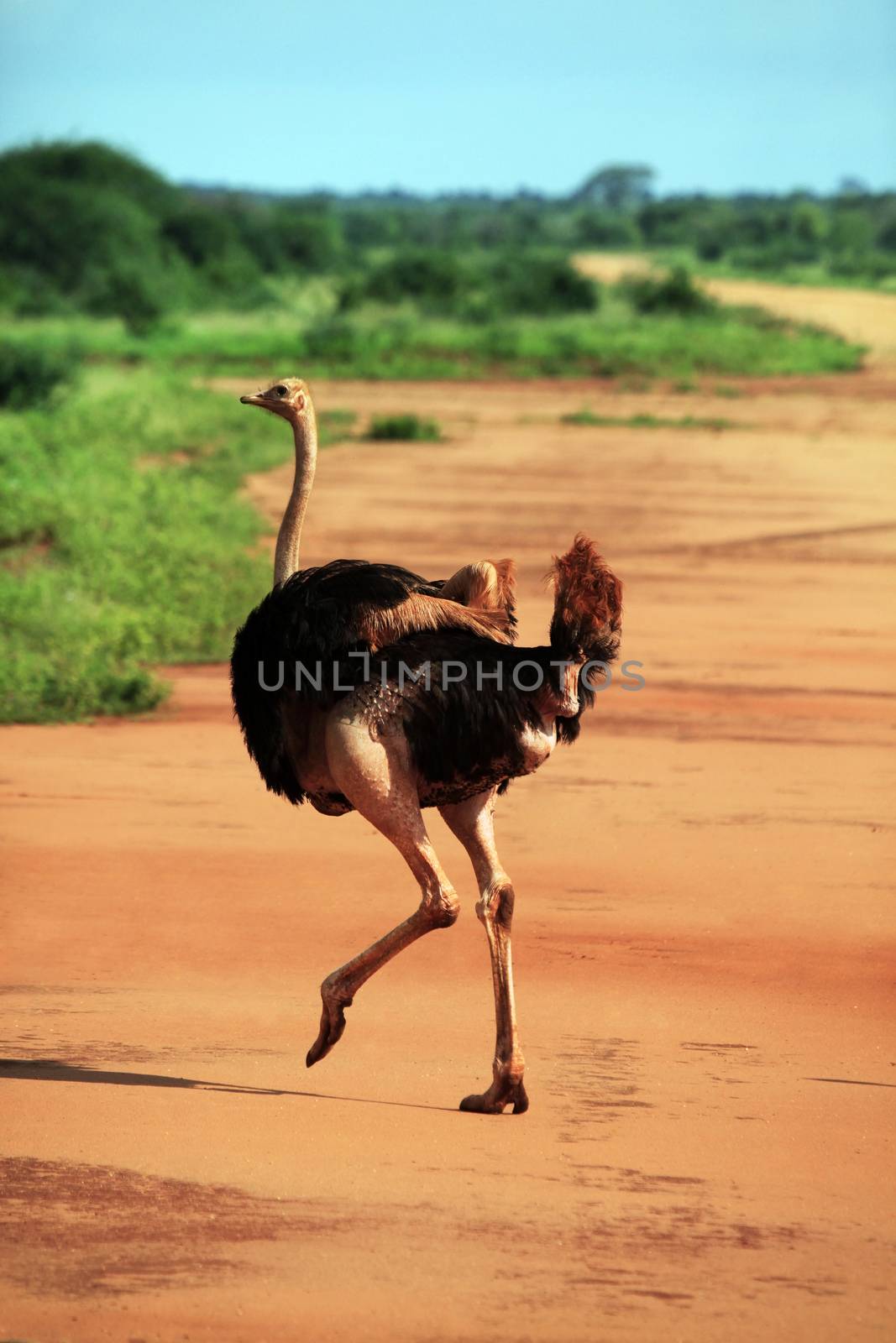 Ostrich in Tsavo East National Park, Kenia