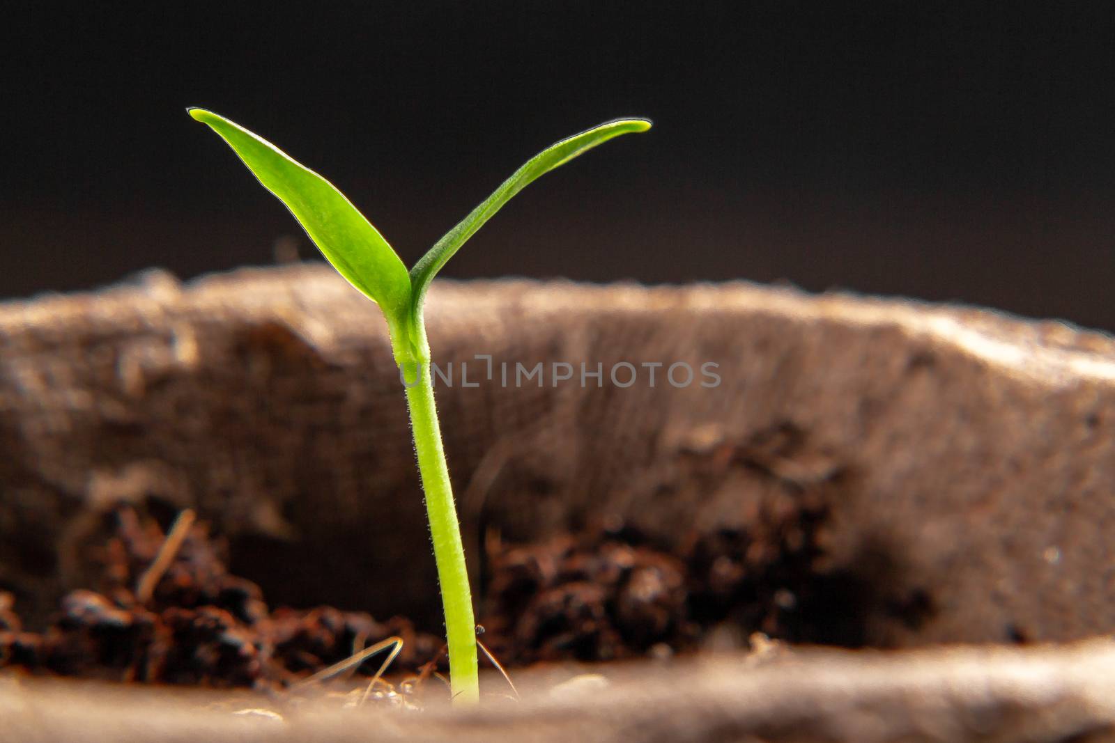 Small sprout of pepper plant in a paper pot by galsand