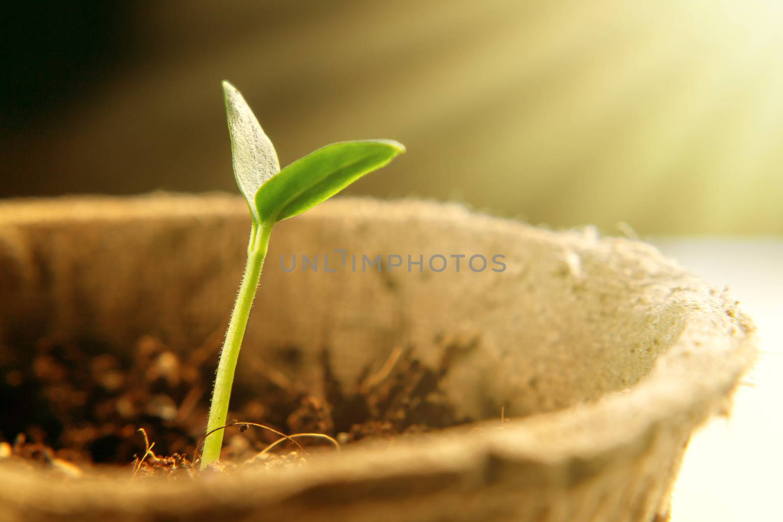Small sprout of pepper plant reaching out to the light.