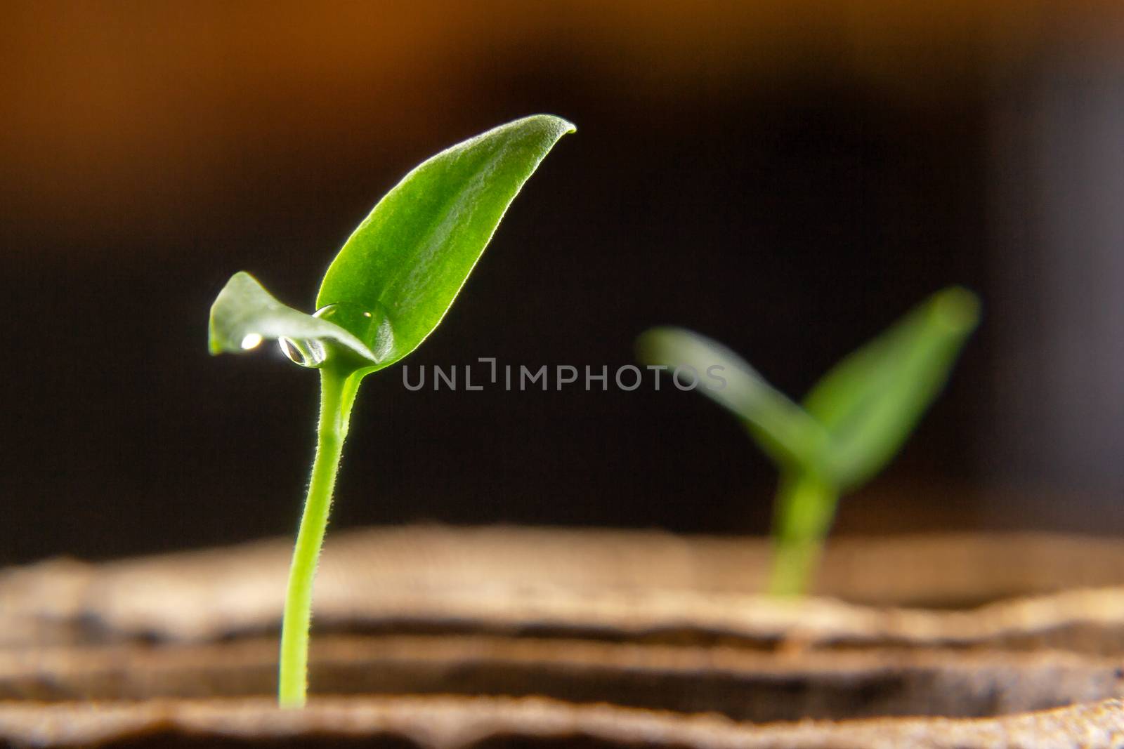 Small sprouts of pepper plant in a paper pot by galsand