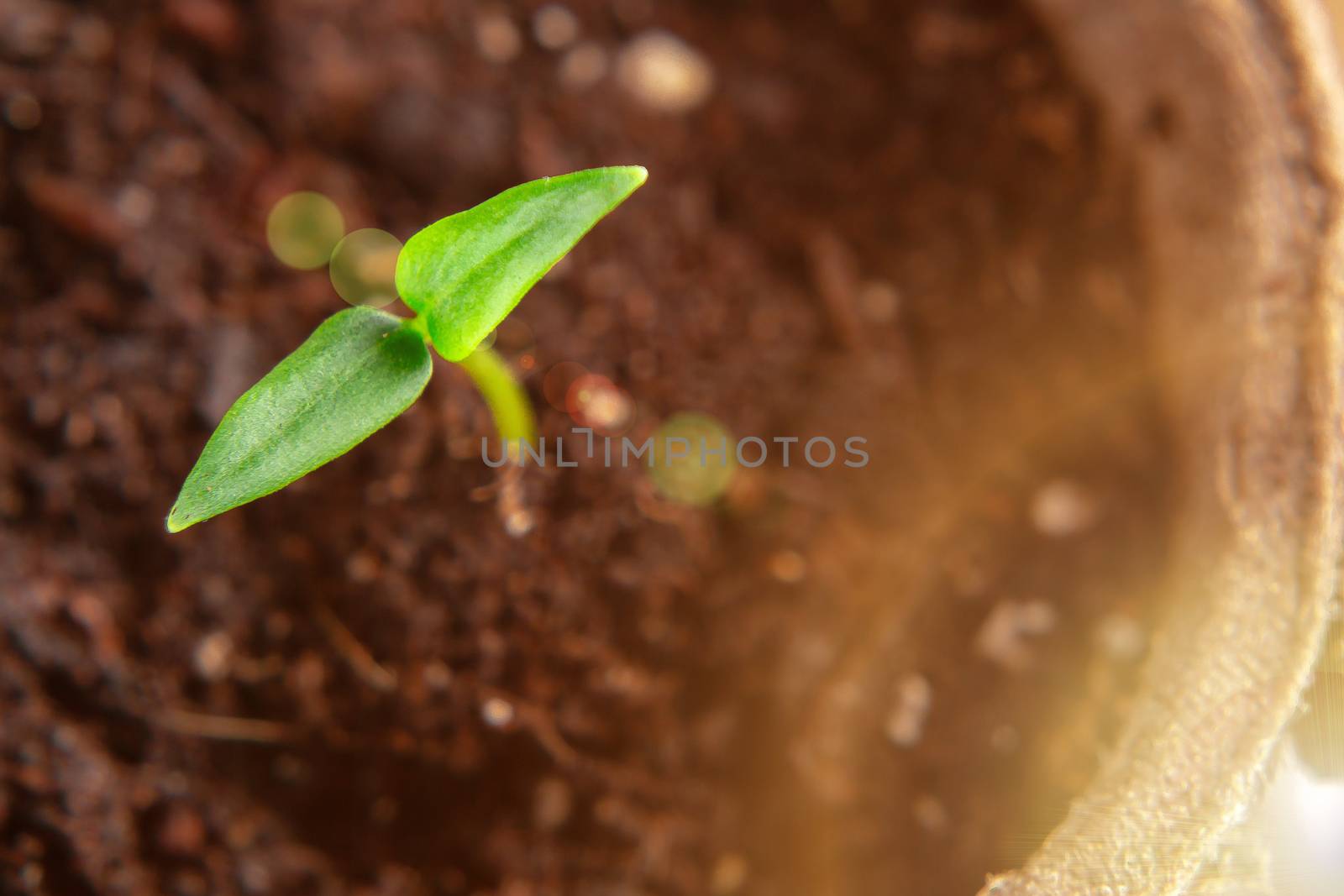 Small sprout of pepper plant reaching out to the light, top, view