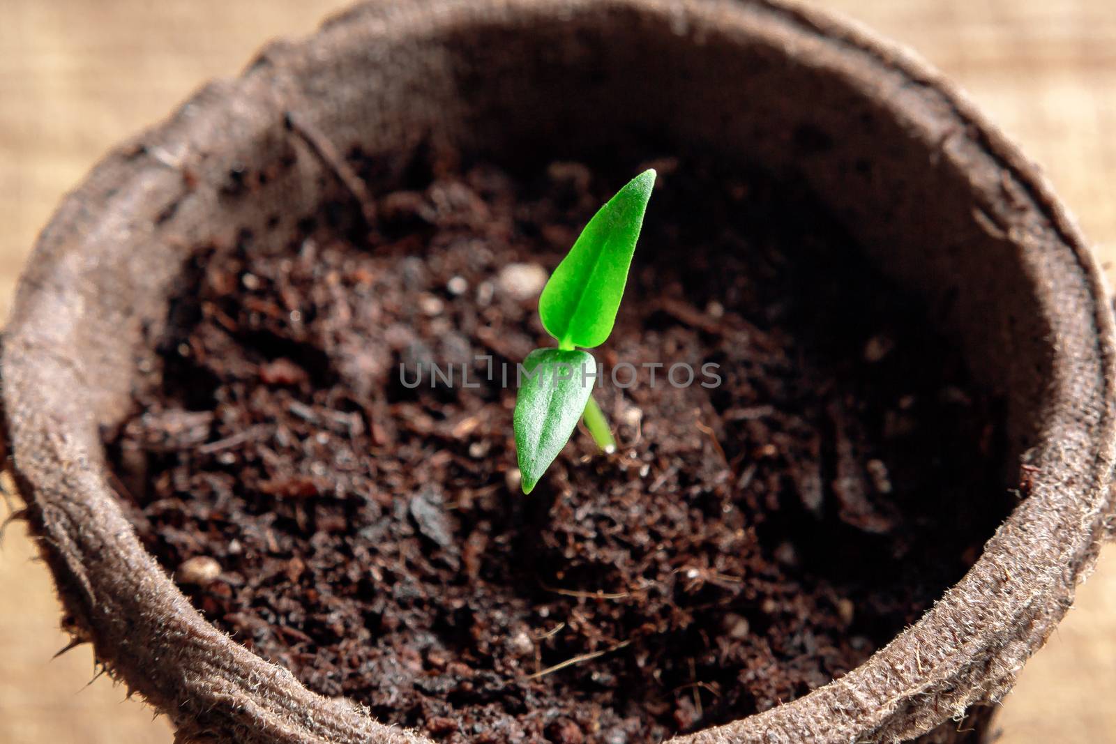 Small sprout of pepper plant in a paper pot, top view by galsand