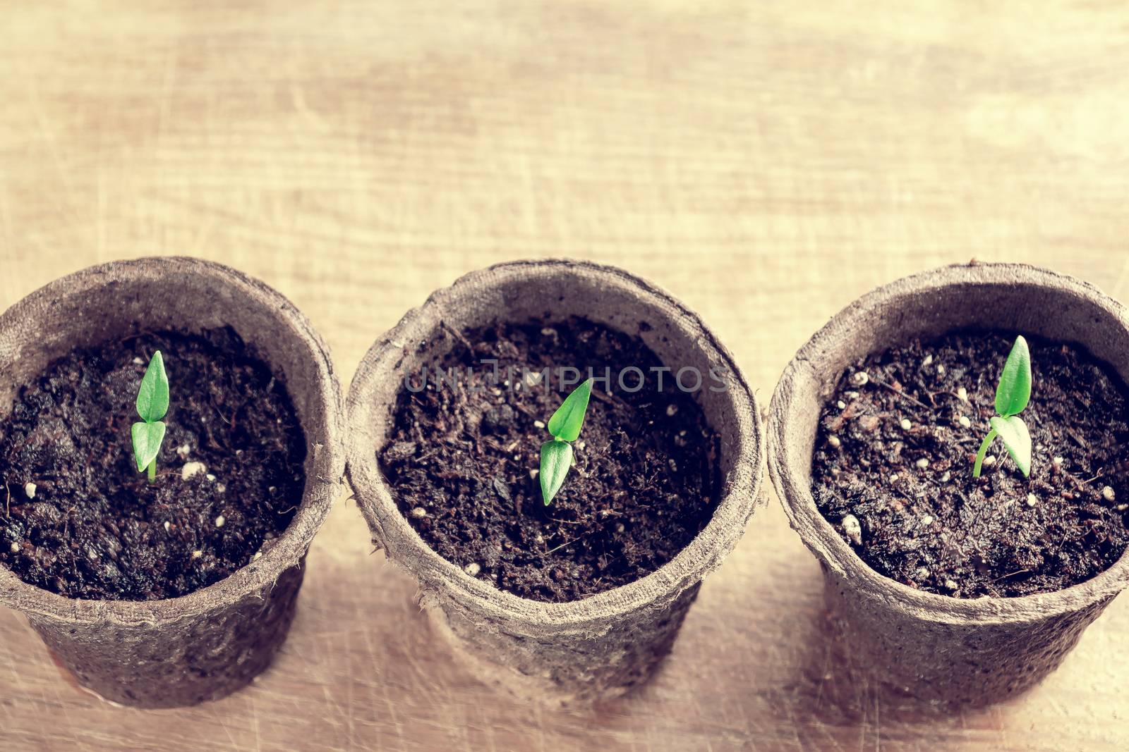 Small sprouts of pepper plant in a paper pots on a wooden board , top view by galsand