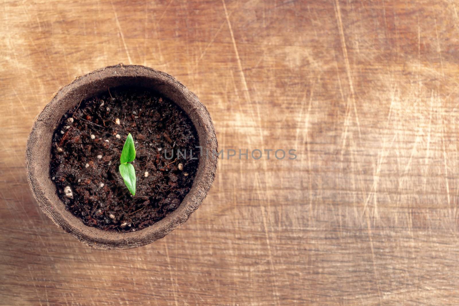 Small sprout of pepper plant in a paper pot on a wooden board , top view.
