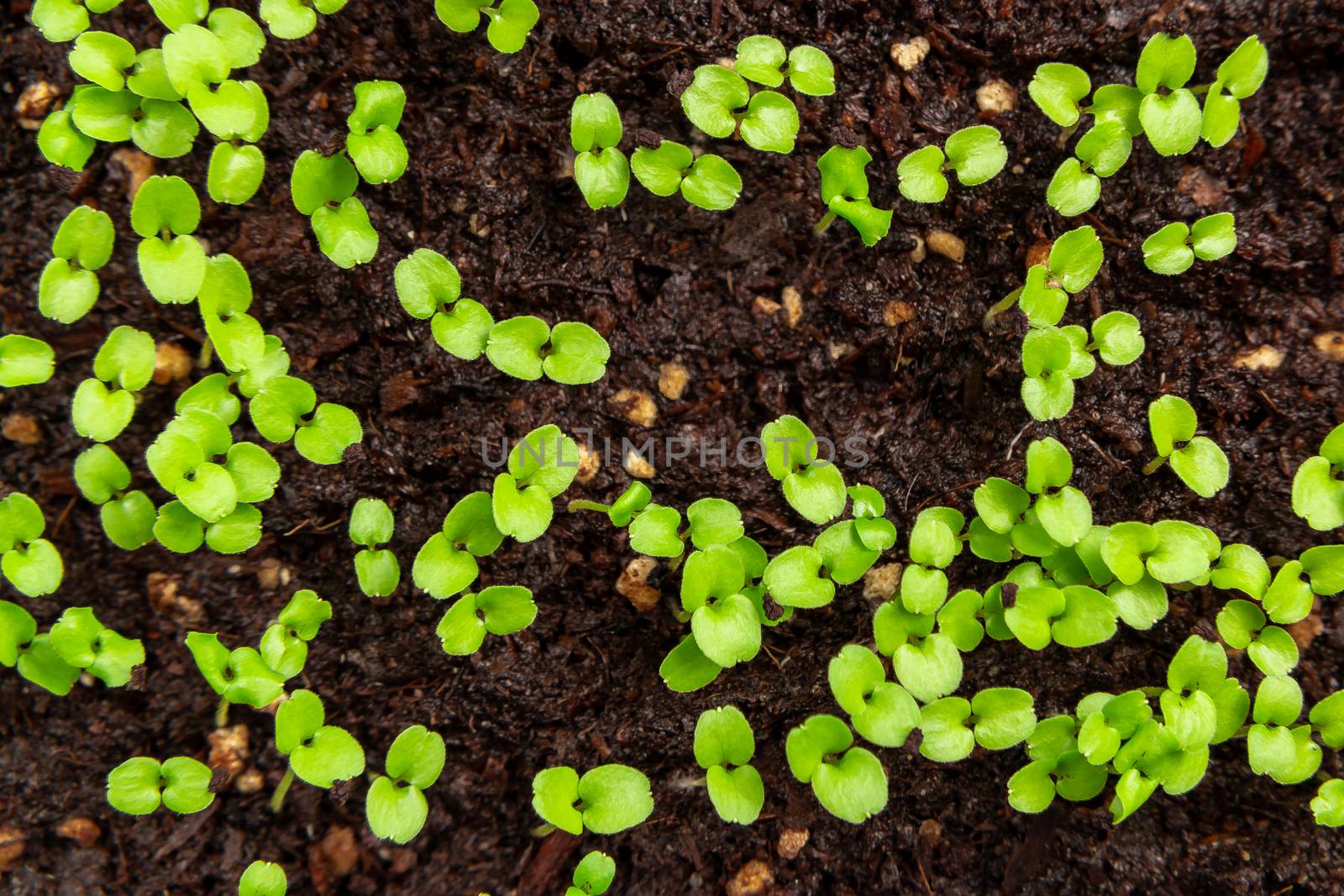 Small sprouts in the soil in a container closeup. Little seedlings plant.