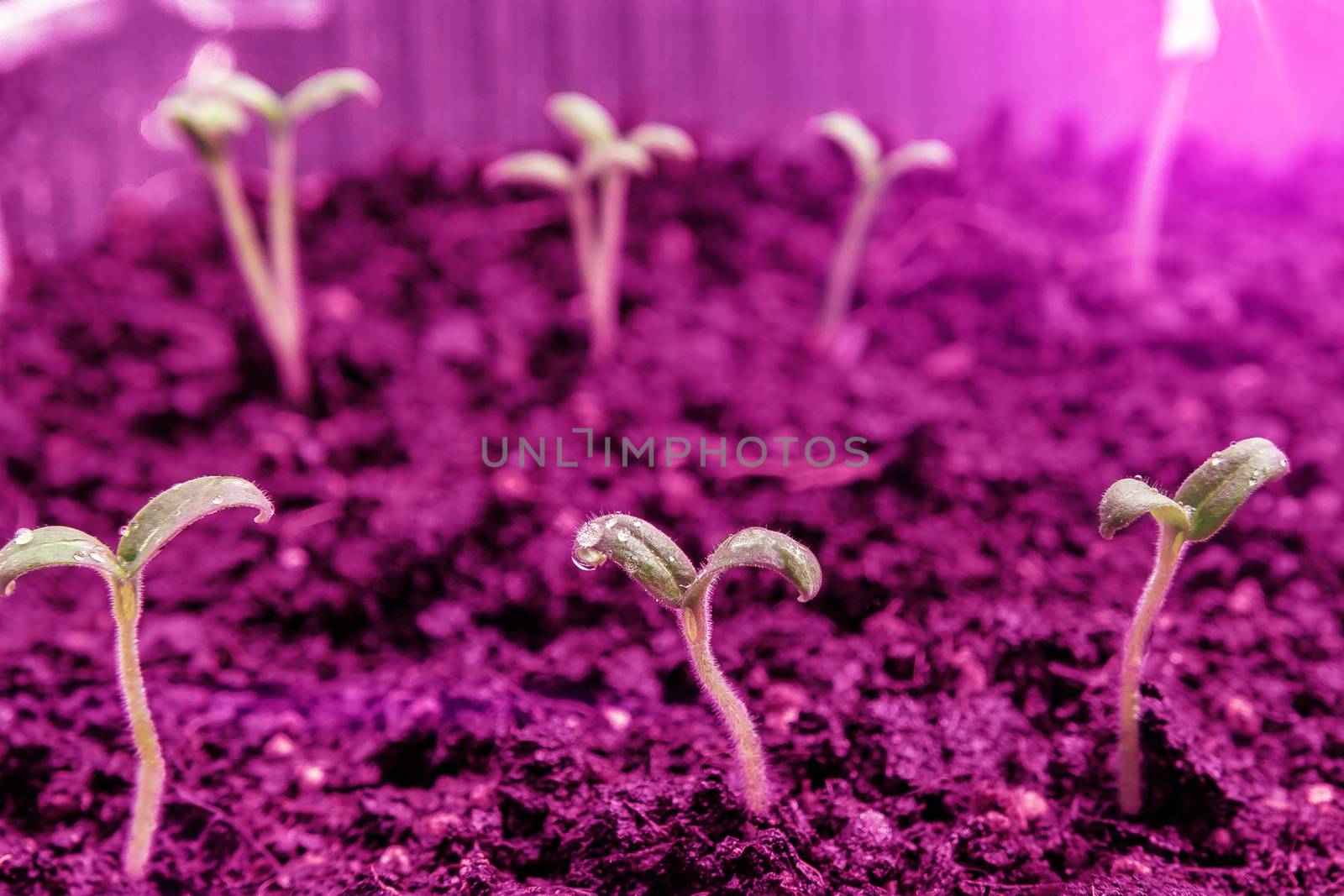 Growing seedlings under special artificial LED lamps with a spectrum favorable for plants without sunlight by galsand