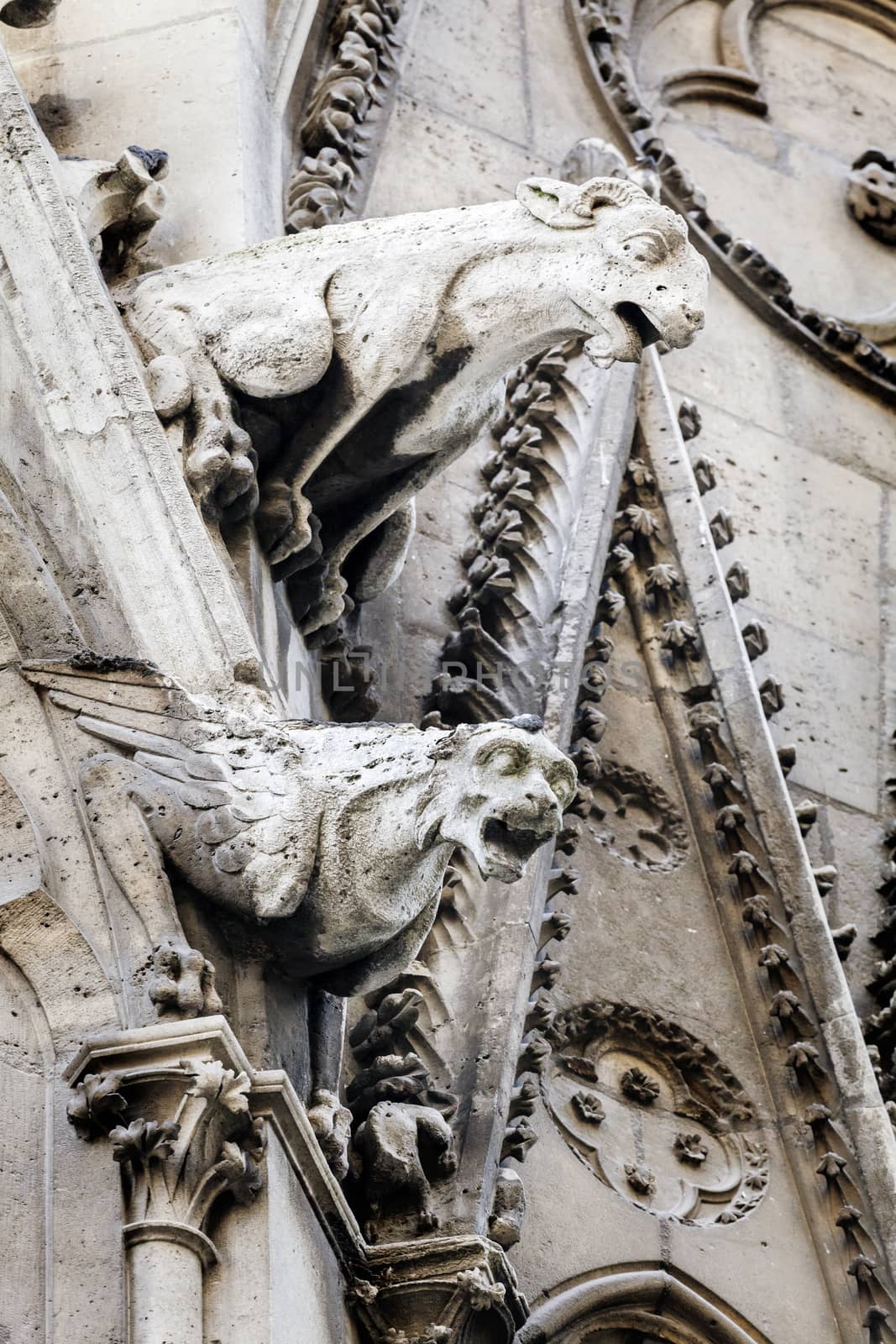 Gargoyles of Notre Dame cathedral in Paris, France