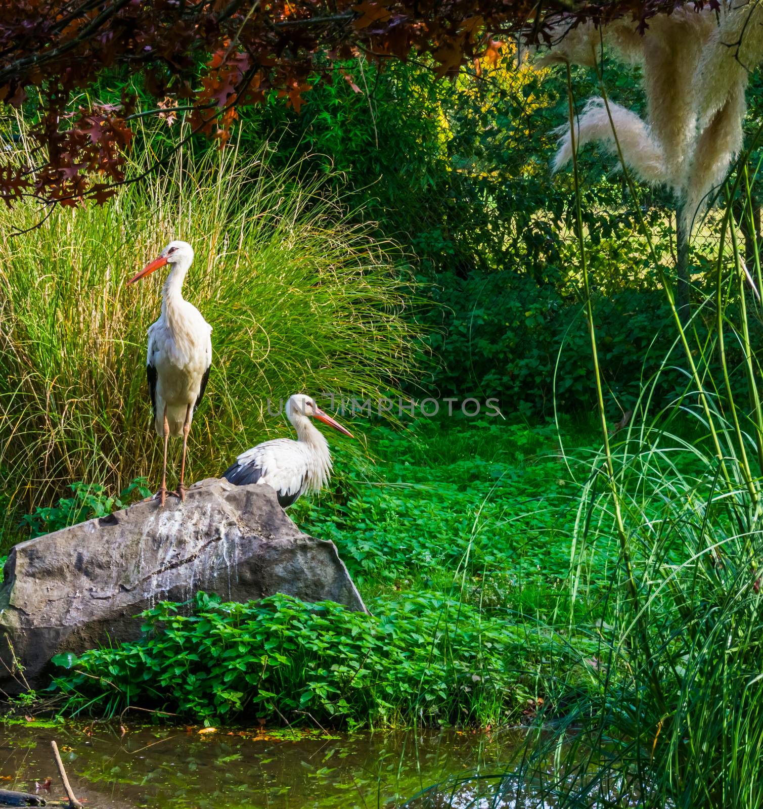 white stork standing on a rock with another stork in the background, common birds of europe by charlottebleijenberg