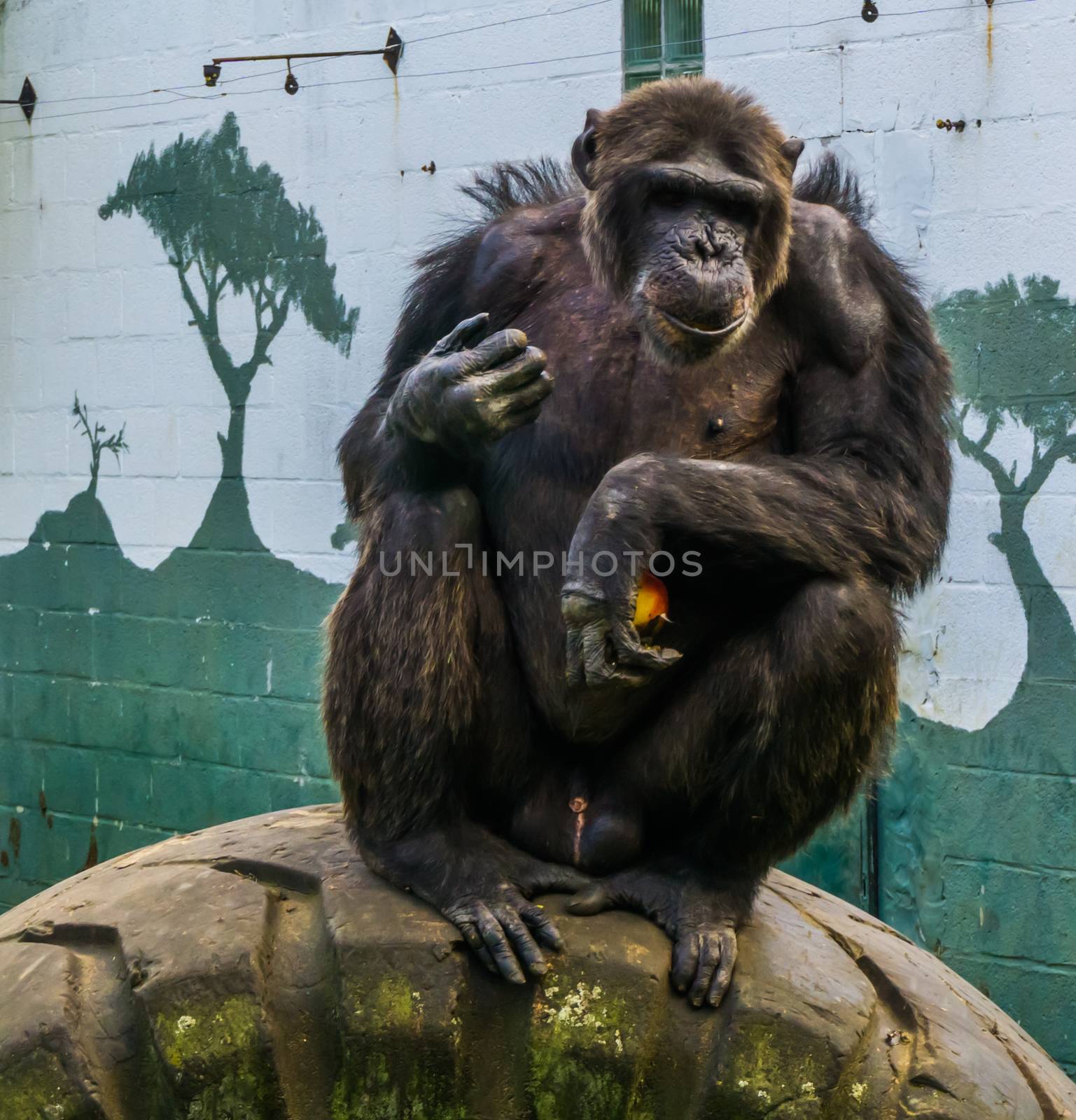 portrait of a big black chimpanzee sitting a car tire and holding a apple, Endangered primate from Africa