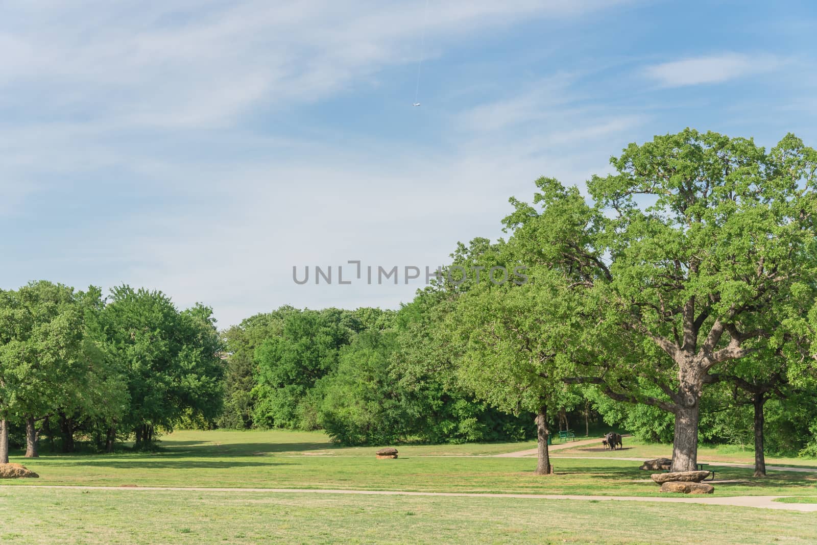 Natural urban park with grass lawn and tree lush in Texas, Ameri by trongnguyen