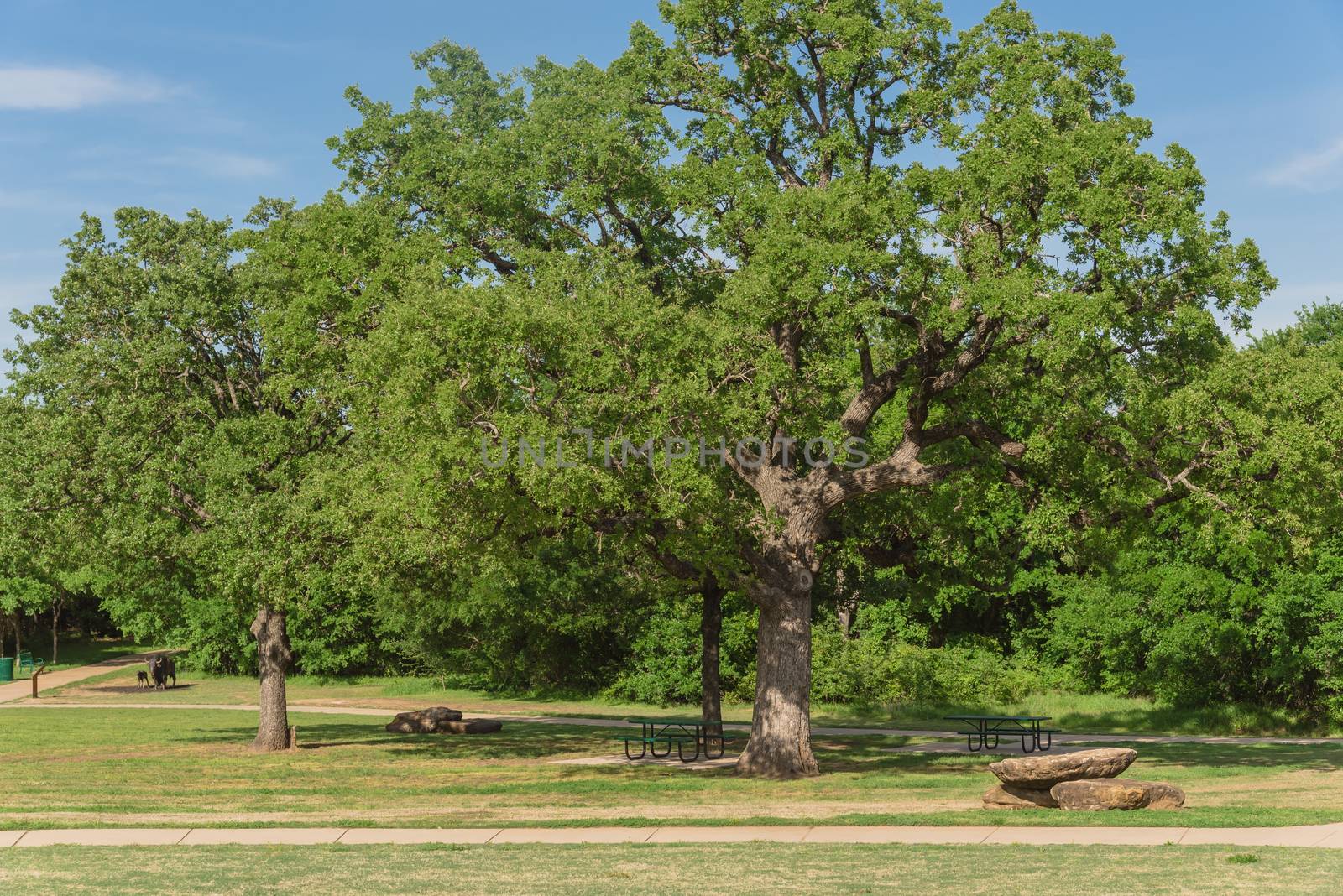 Picnic tables at public nature park in Texas, America by trongnguyen