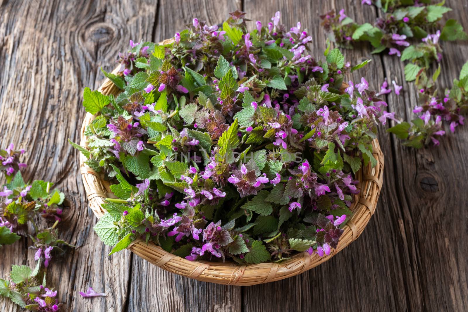 Fresh purple dead-nettle flowers in a basket