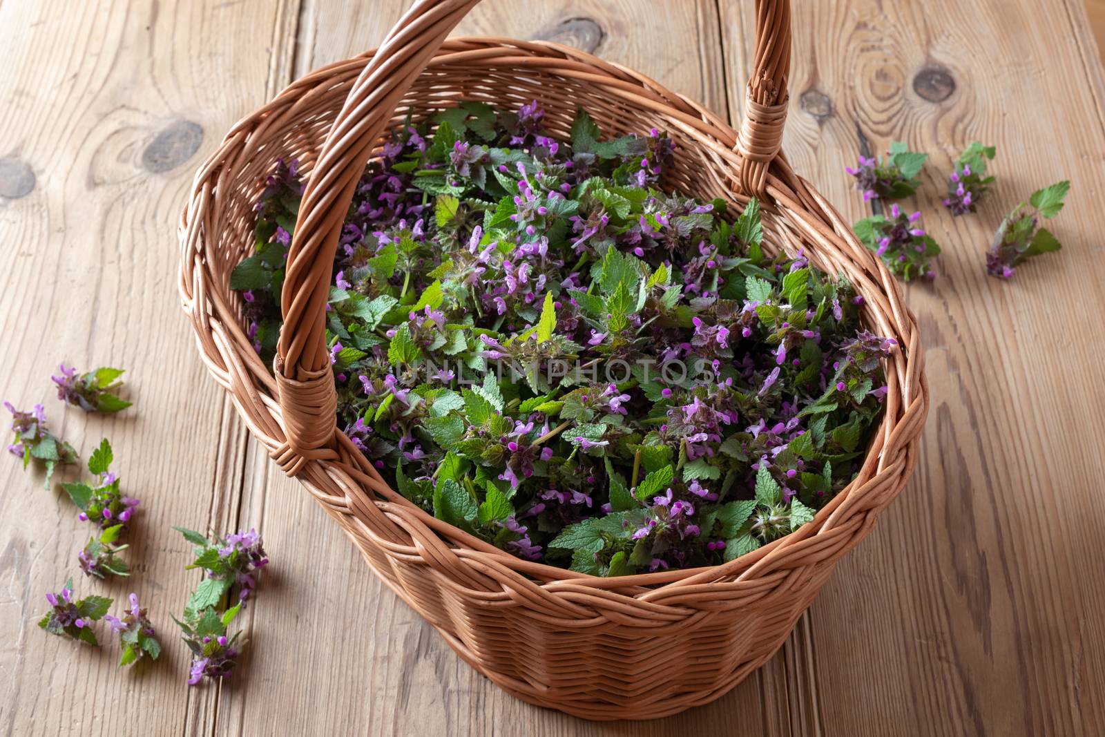 Fresh purple dead-nettle flowers in a basket