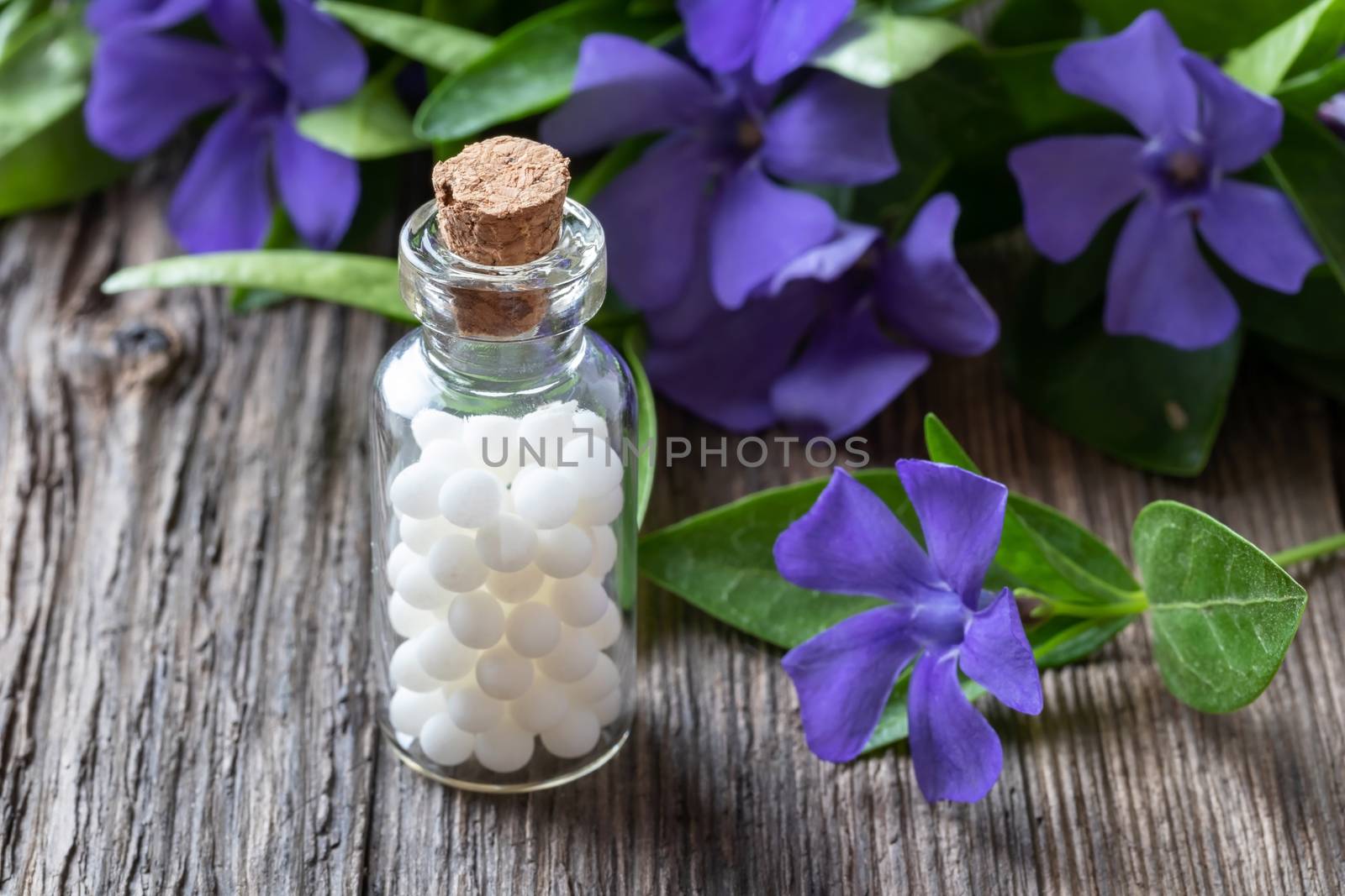 A bottle of vinca minor homeopathic remedy with fresh lesser periwinkle plant