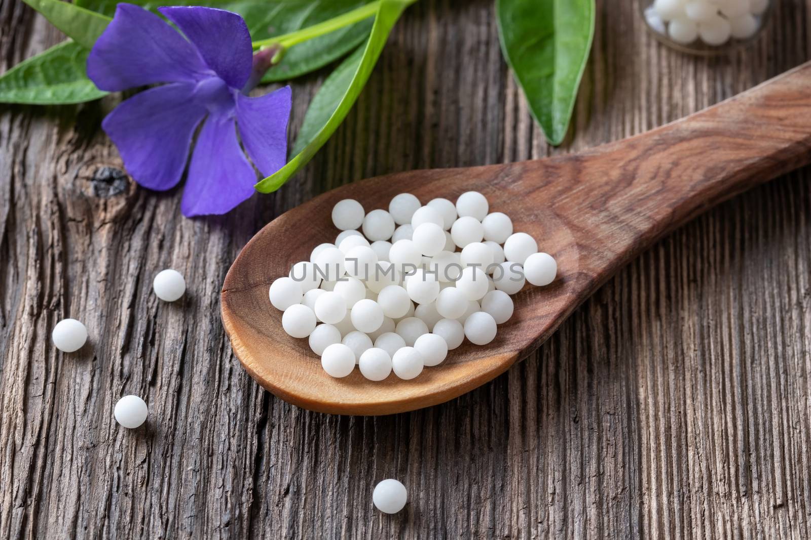 Vinca minor homeopathic remedy on a spoon, with fresh lesser periwinkle plant in the background