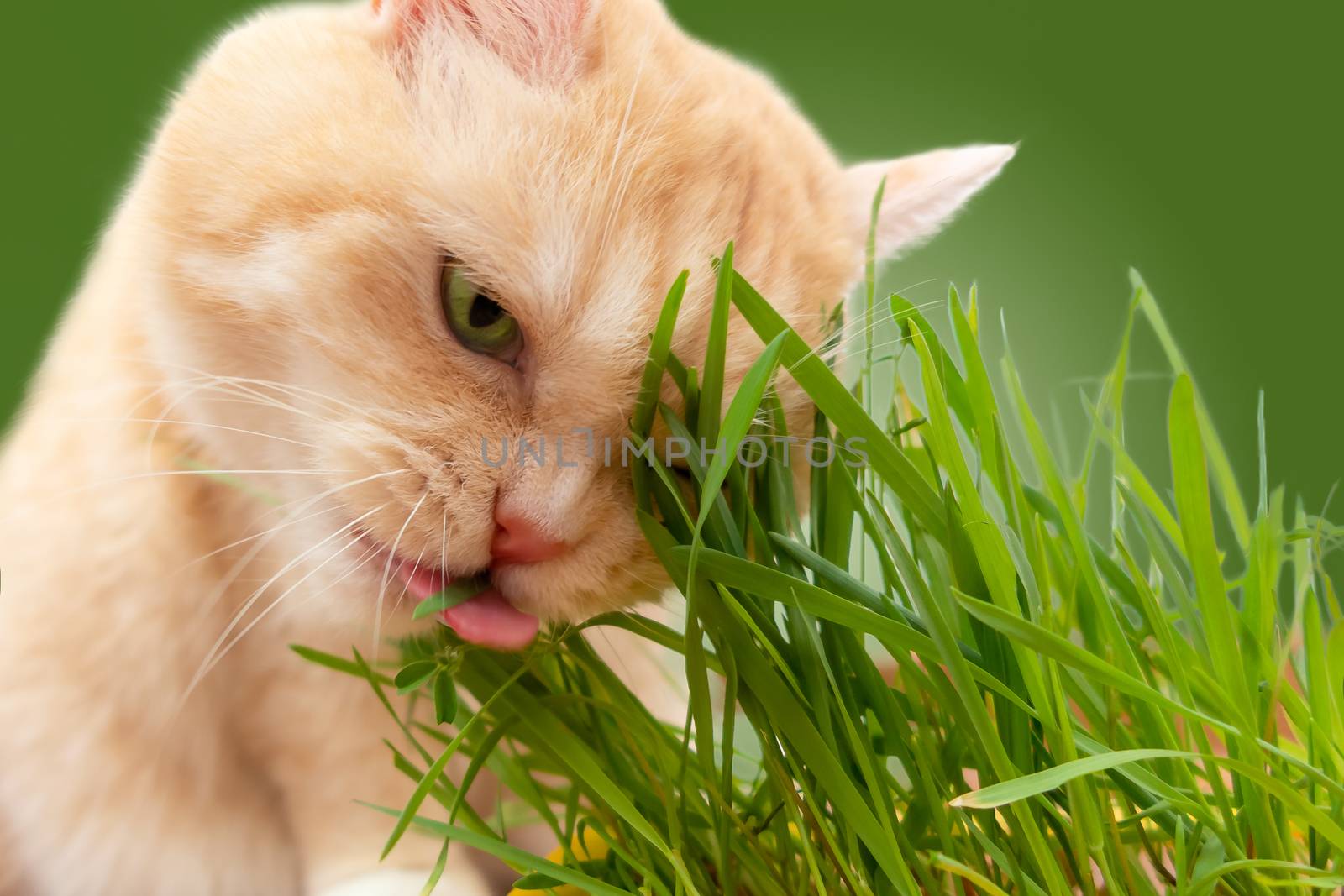 Beautiful cream tabby cat eating fresh grass on green background by galsand