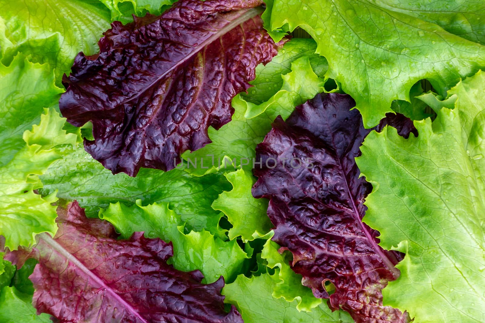 Fresh cut leaves of green and pupprple lettuce texture, top view.