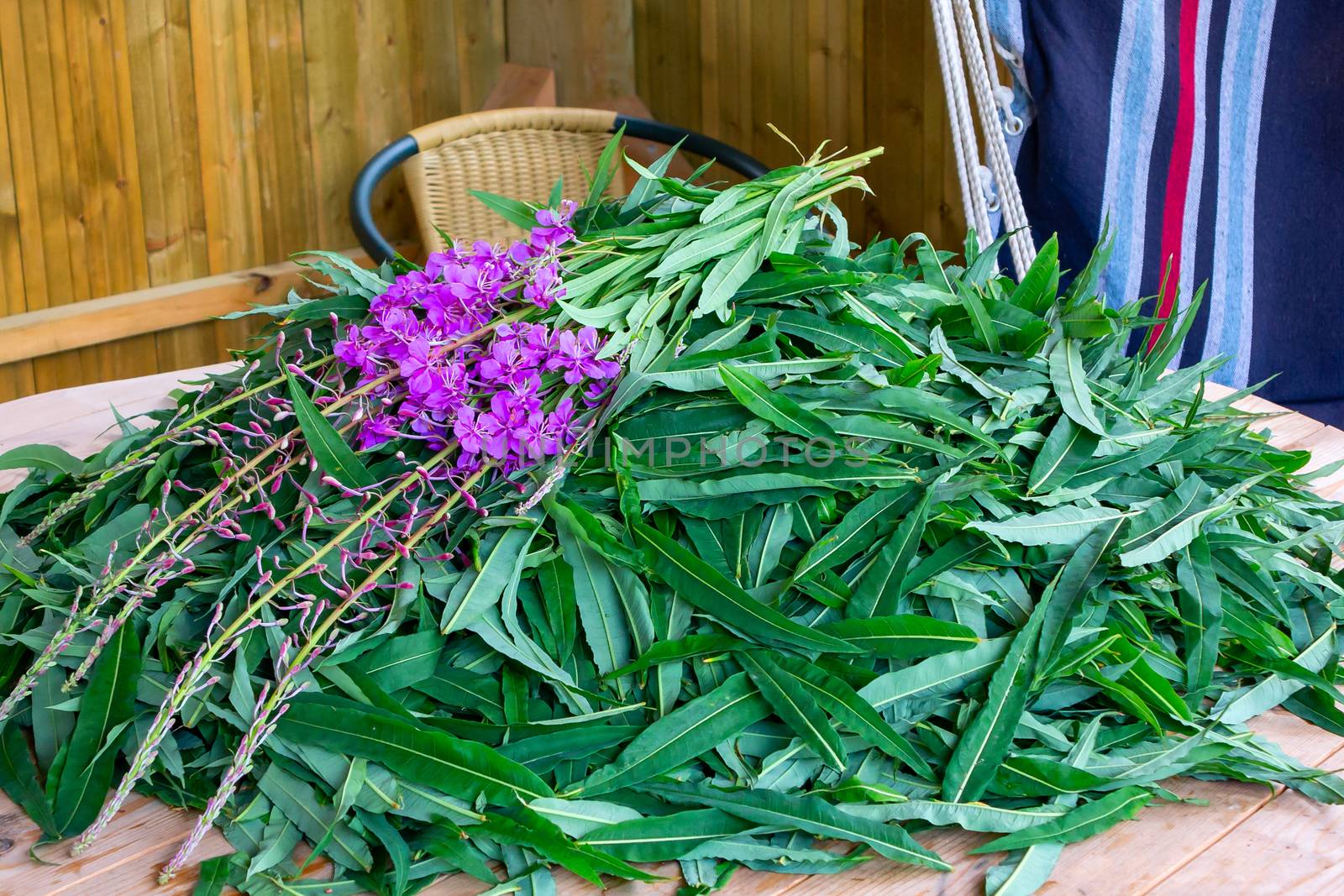 blooming sally leaves and flowers - raw materials for making traditional Russian Koporsky tea also known as Ivan Tea by galsand