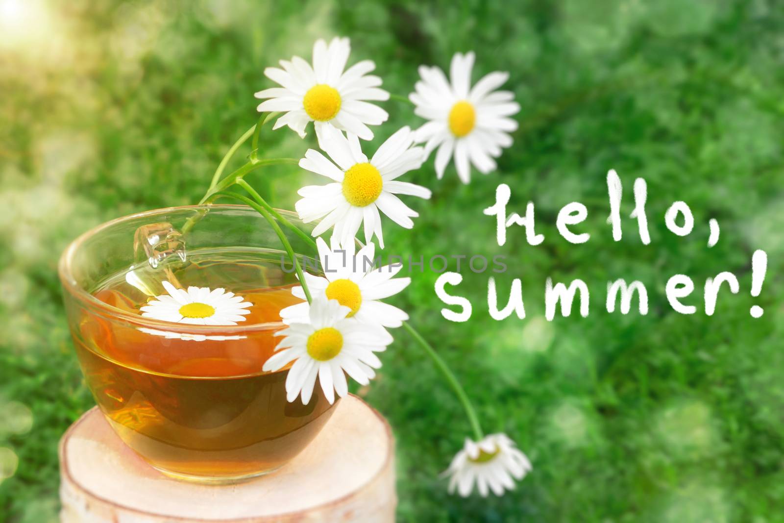 Chamomile tea in a transparent Cup on a birch stump on the background of chamomile leaves in the sun, with the inscription Hello, summer by galsand