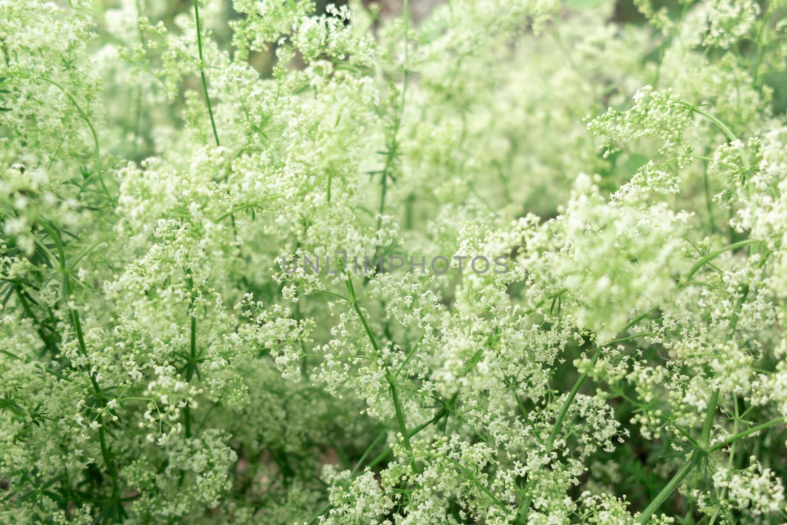 Lush small white flowers - floral background, texture.