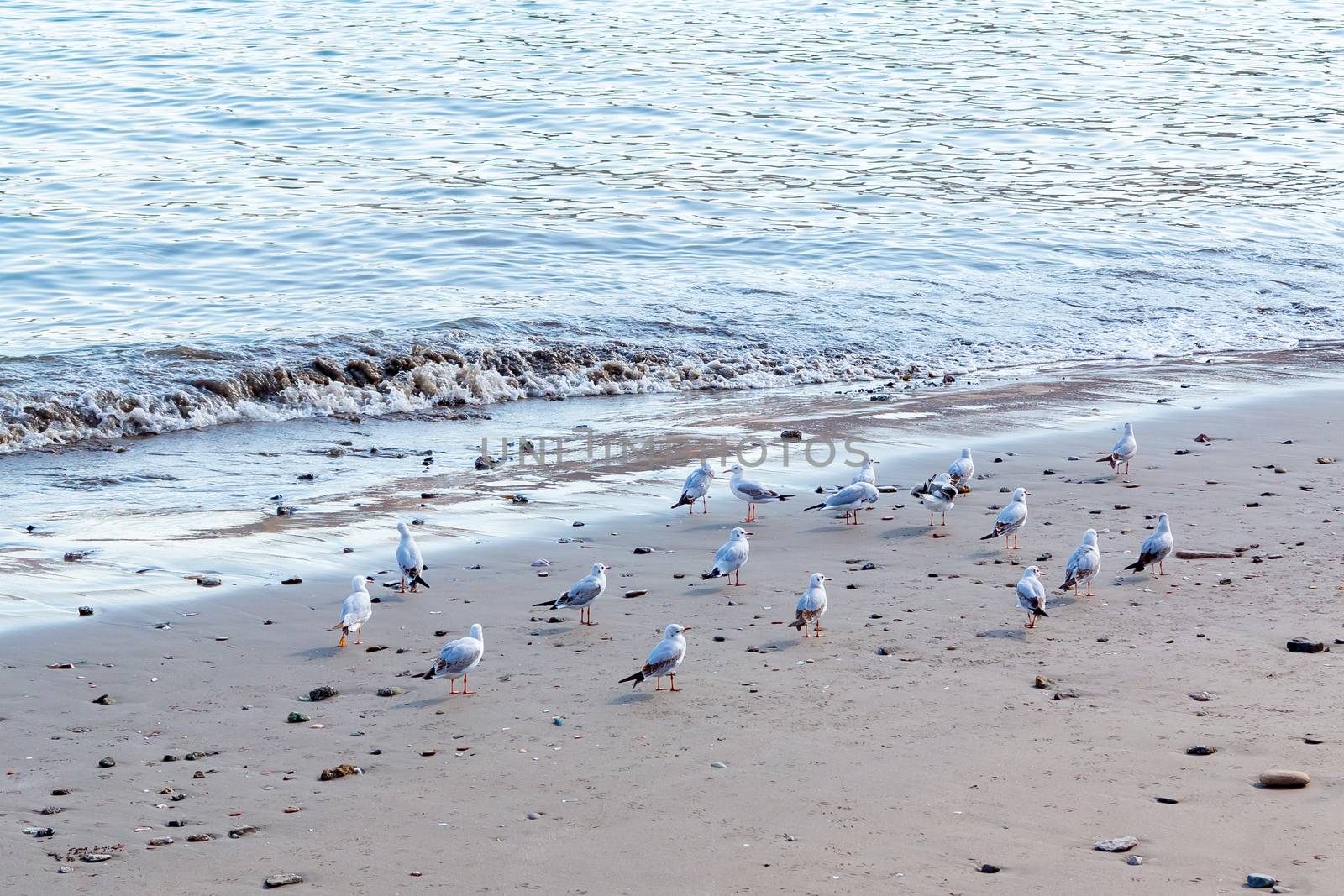 flock of seagulls on the sandy beach by galsand