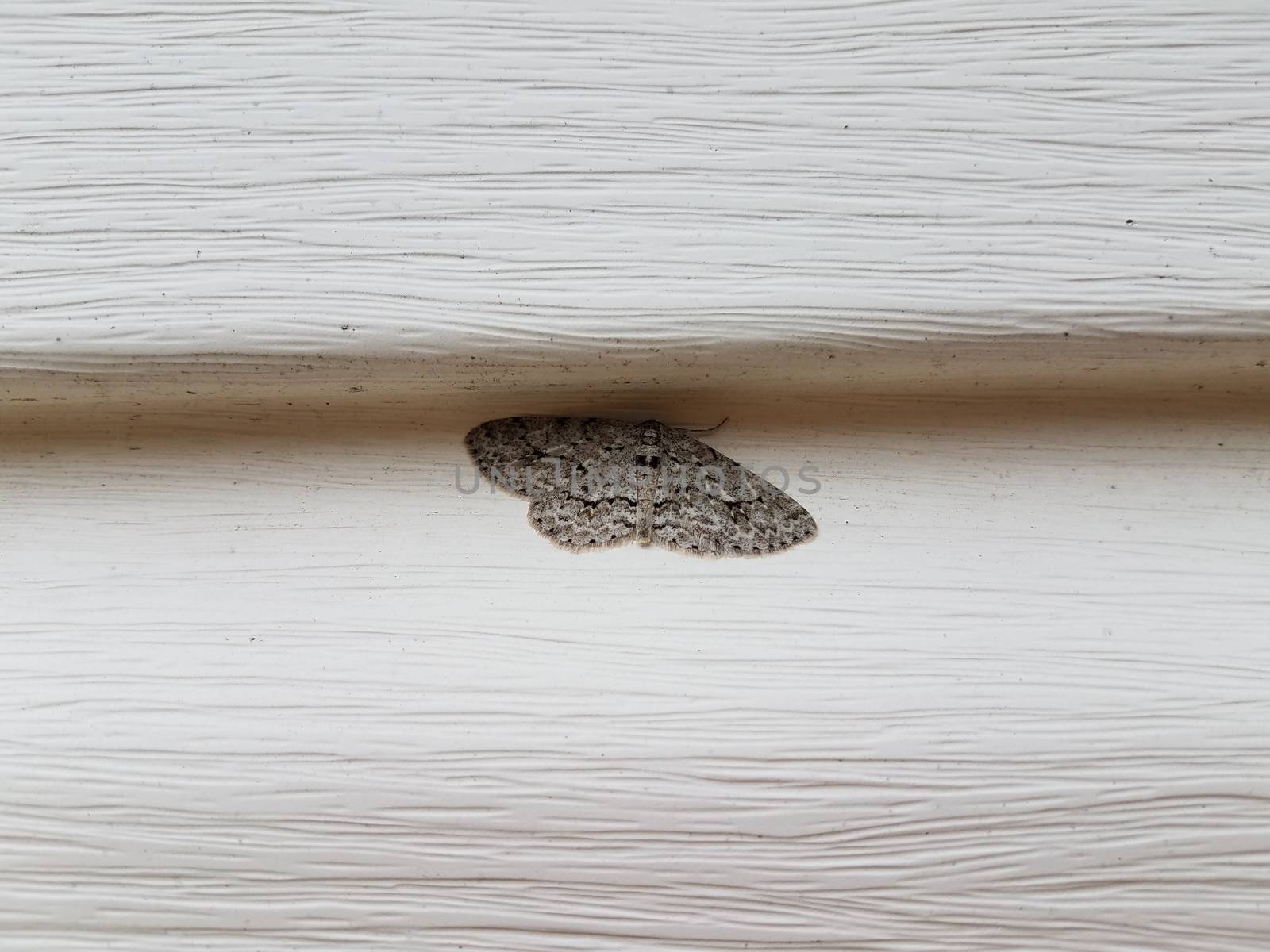 grey moth insect under white home siding by stockphotofan1