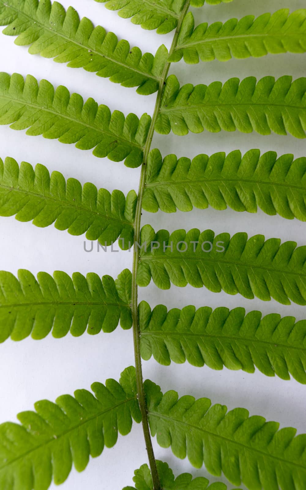 Close up of Compound Pinnate green leaves, leaflets in rows, two at tip. White background. Vertical formation. Abstract vain texture. Bright lit by sunlight. Use as space for text or image backdrop. by sudiptabhowmick