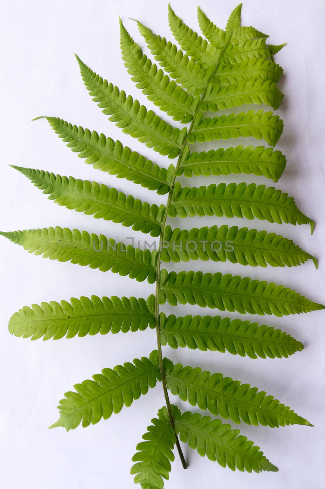 Close up of Compound Pinnate green leaves, leaflets in rows, two at tip. White background. Vertical formation. Abstract vain texture. Bright lit by sunlight. Use as space for text or image backdrop. by sudiptabhowmick