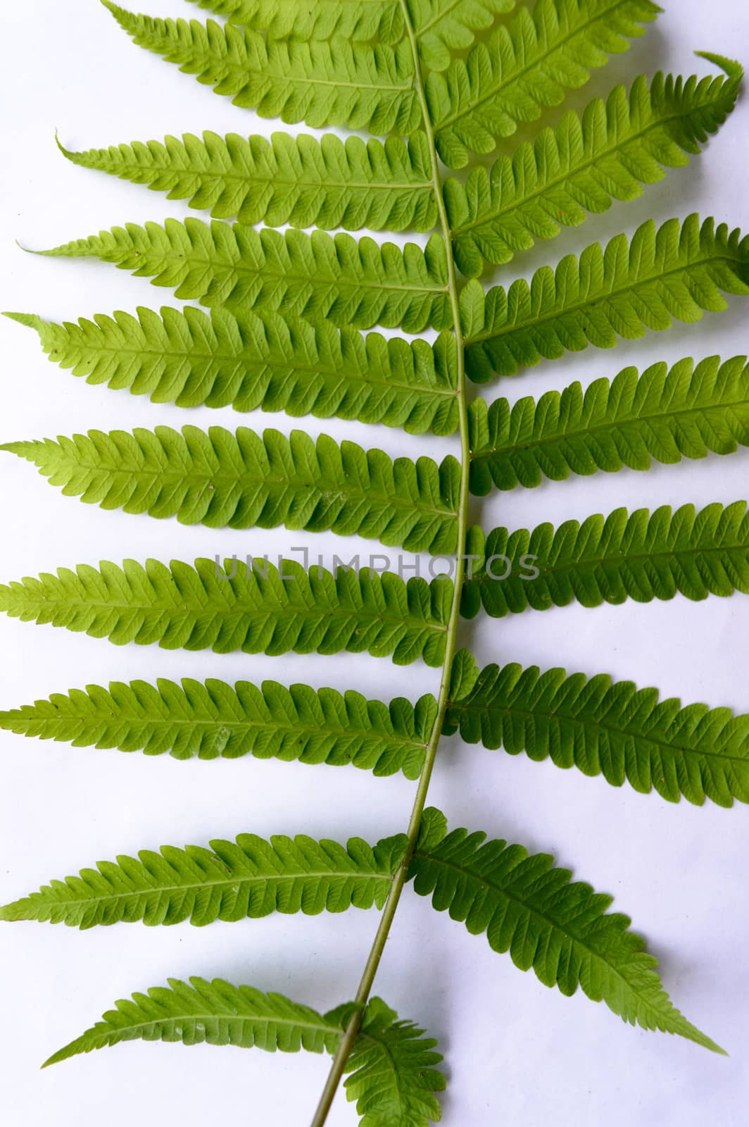 Close up of Compound Pinnate green leaves, leaflets in rows, two at tip. White background. Vertical formation. Abstract vain texture. Bright lit by sunlight. Use as space for text or image backdrop.