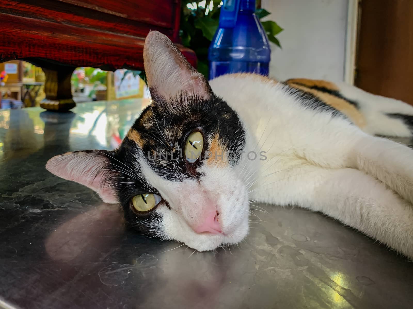 White cat, black face Lying on the table