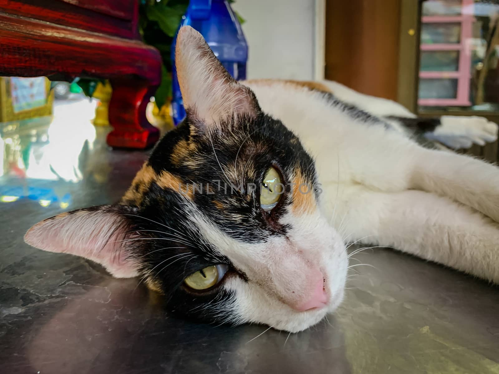 White cat, black face Lying on the table by STZU