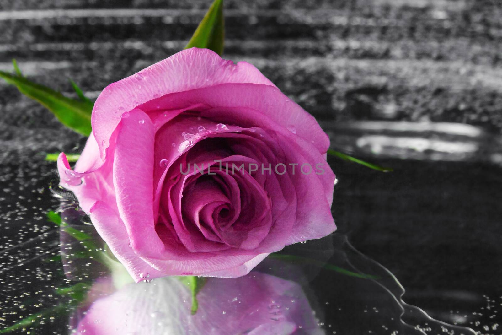 Pink rose on the surface of dark water by galsand