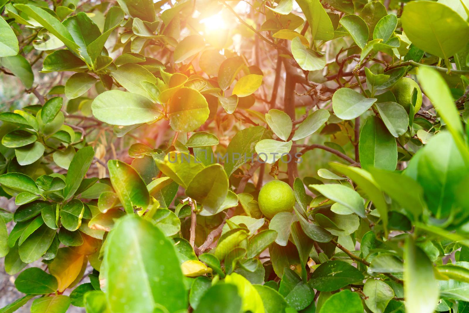 Green unripe tangerines on a tree outside a stone wall in a southern country.