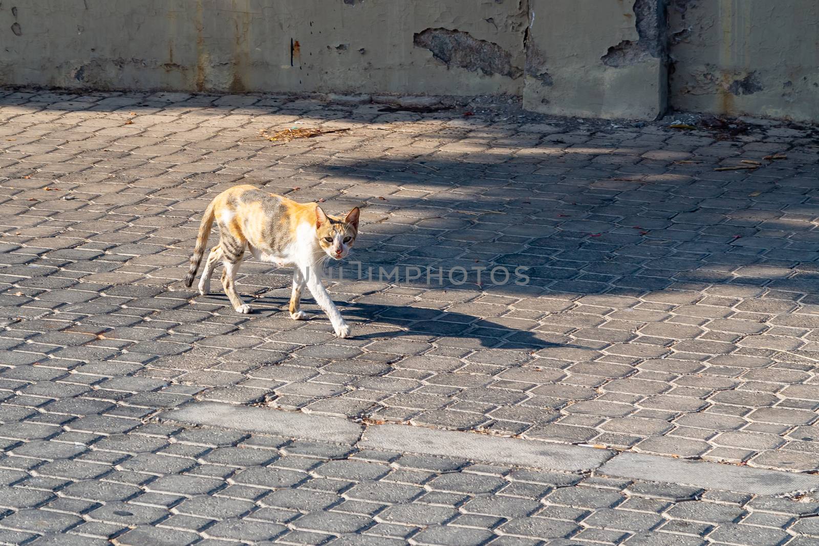 Stray tricolor cat walks on cobblestone pavement.