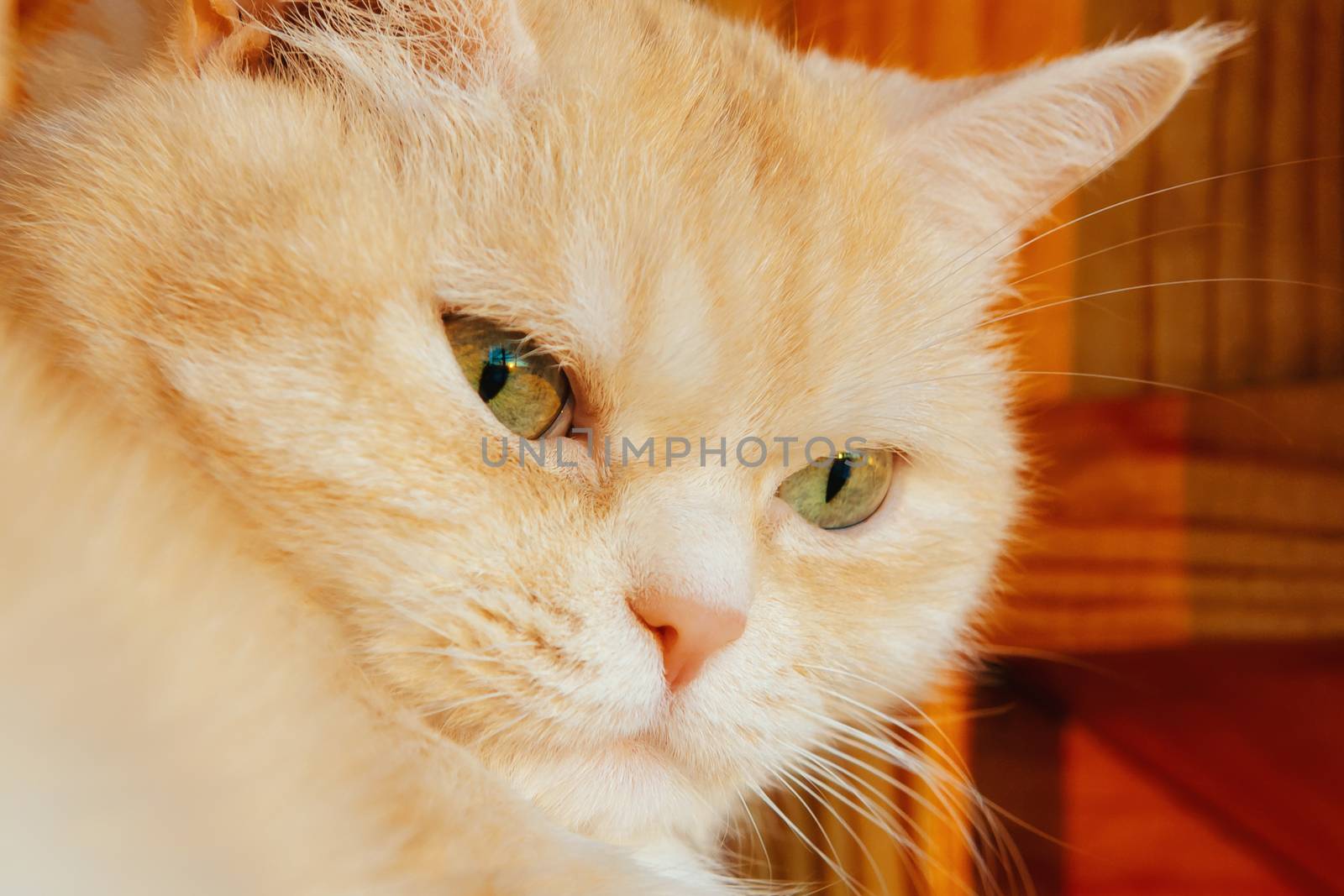 Close-up portrait of a cute serious cream tabby cat with green eyes by galsand